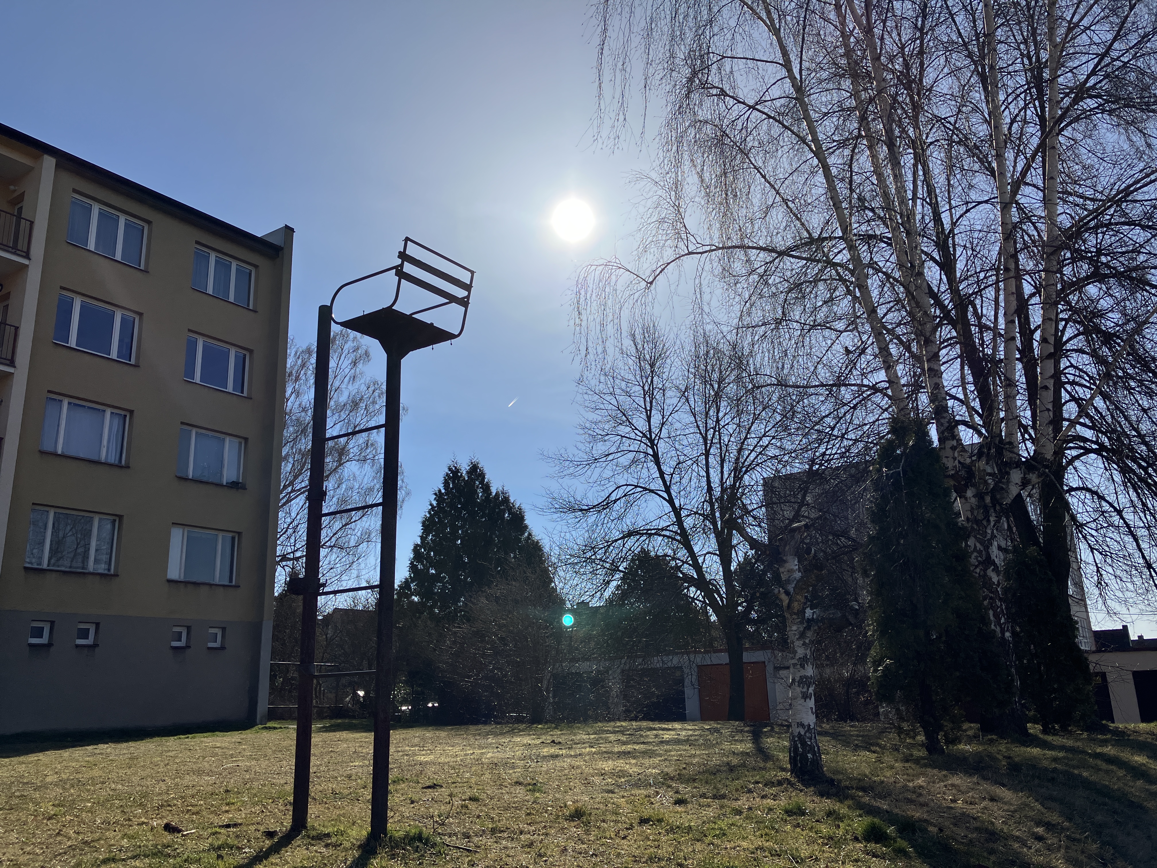 sunlit yard with trees