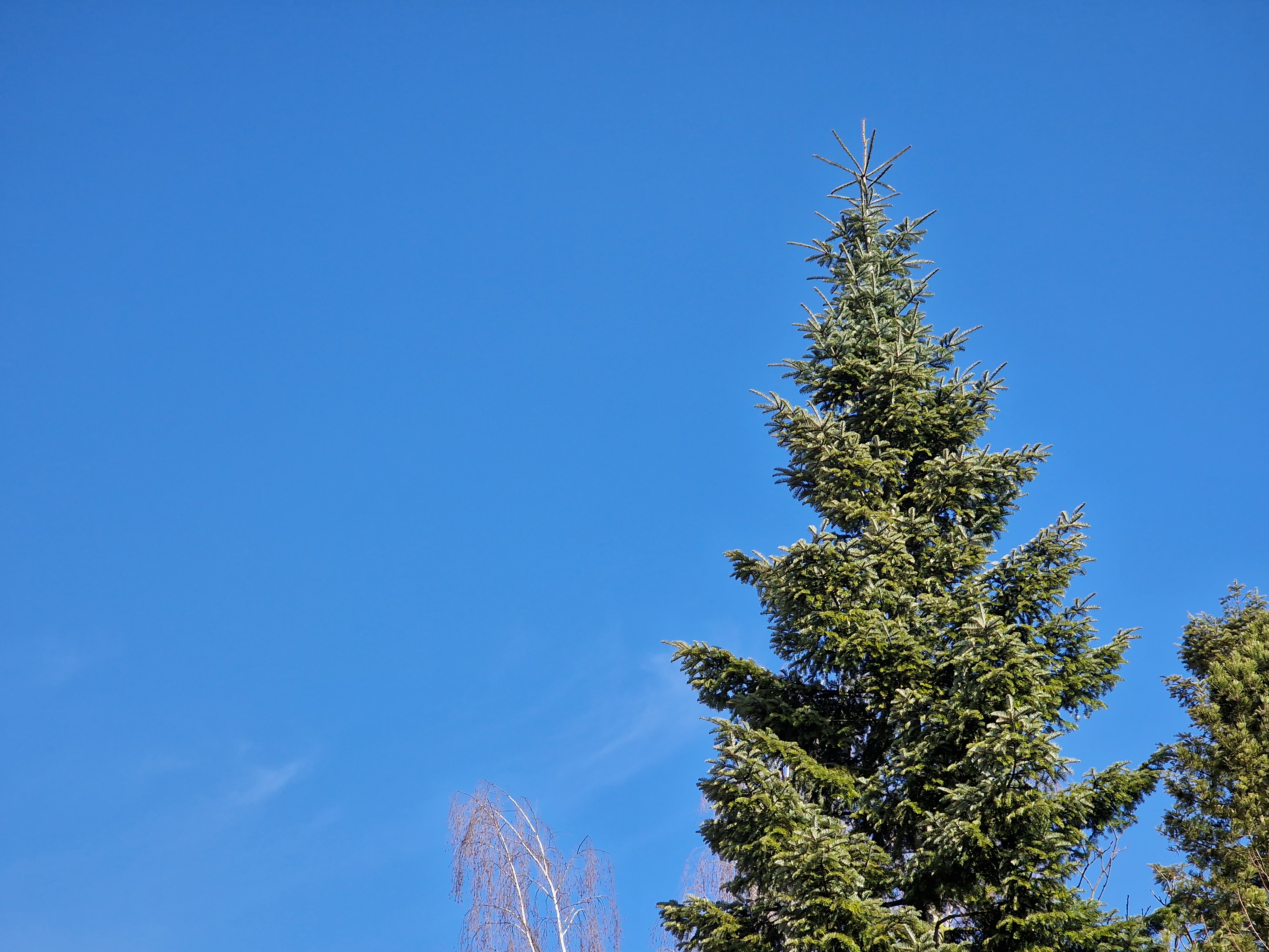 tall evergreen tree