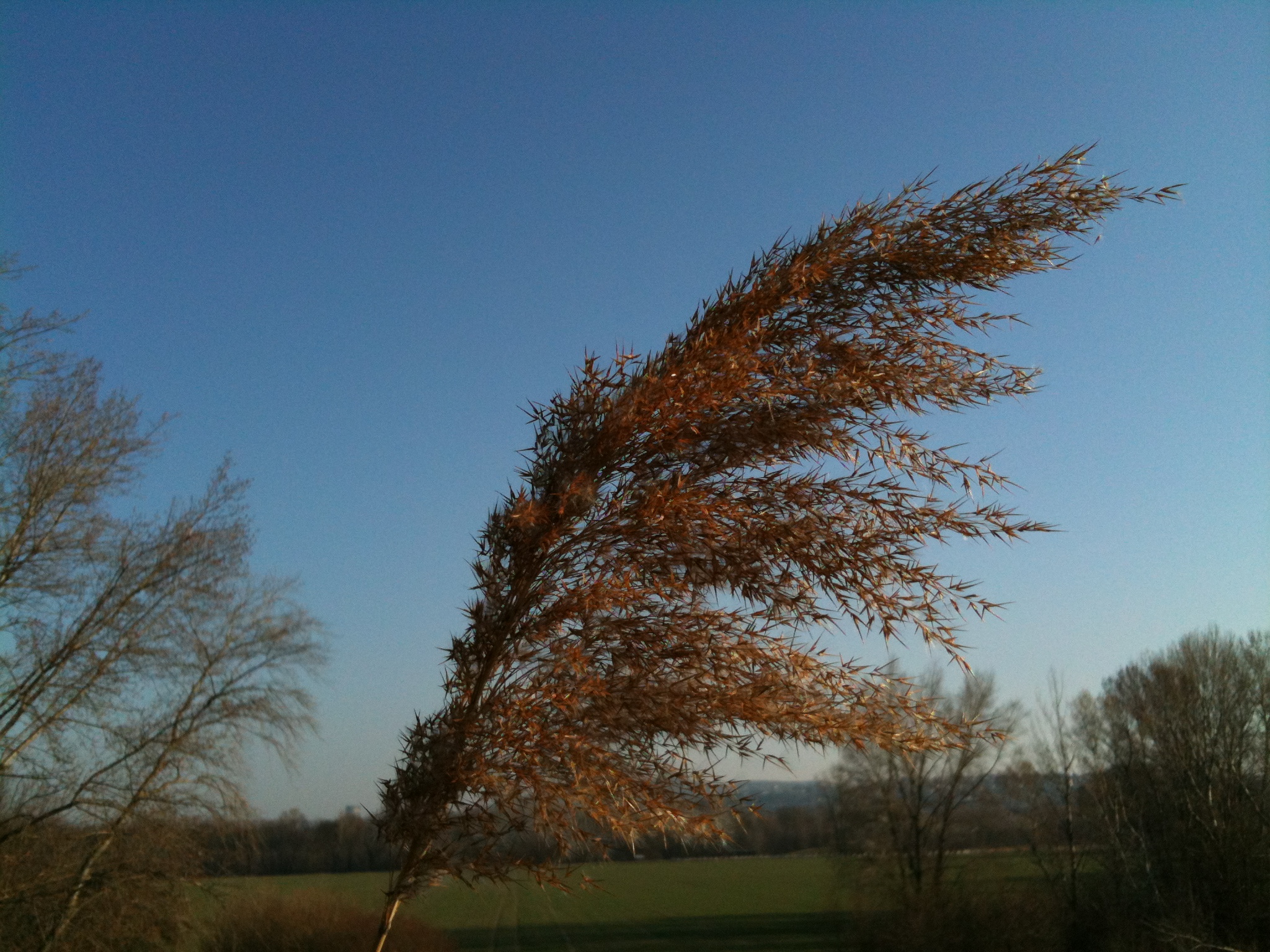 tall grass against sky