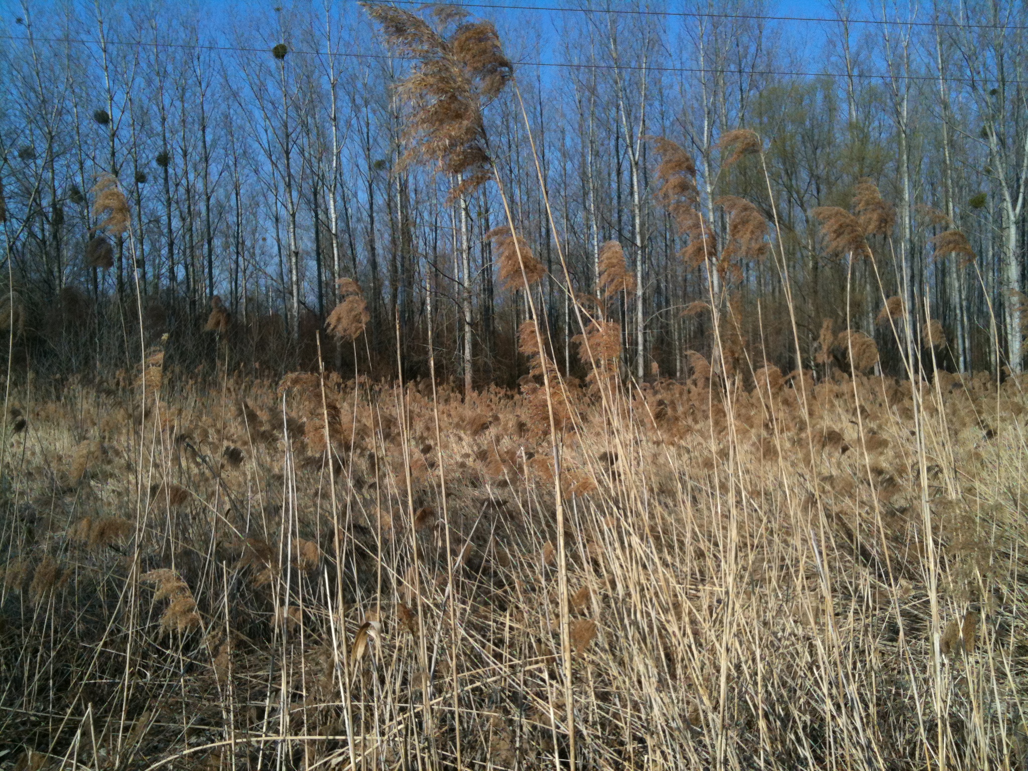 tall reeds field