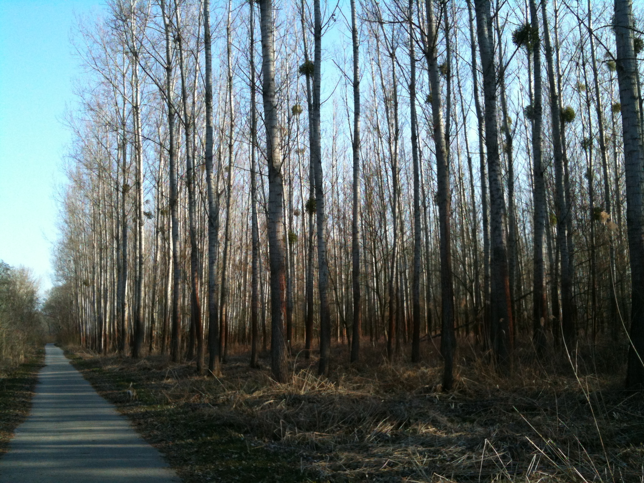 tall trees along path