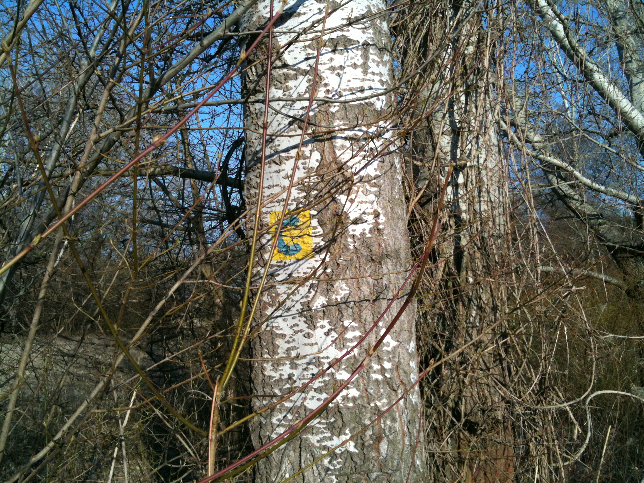 tree with painted mark