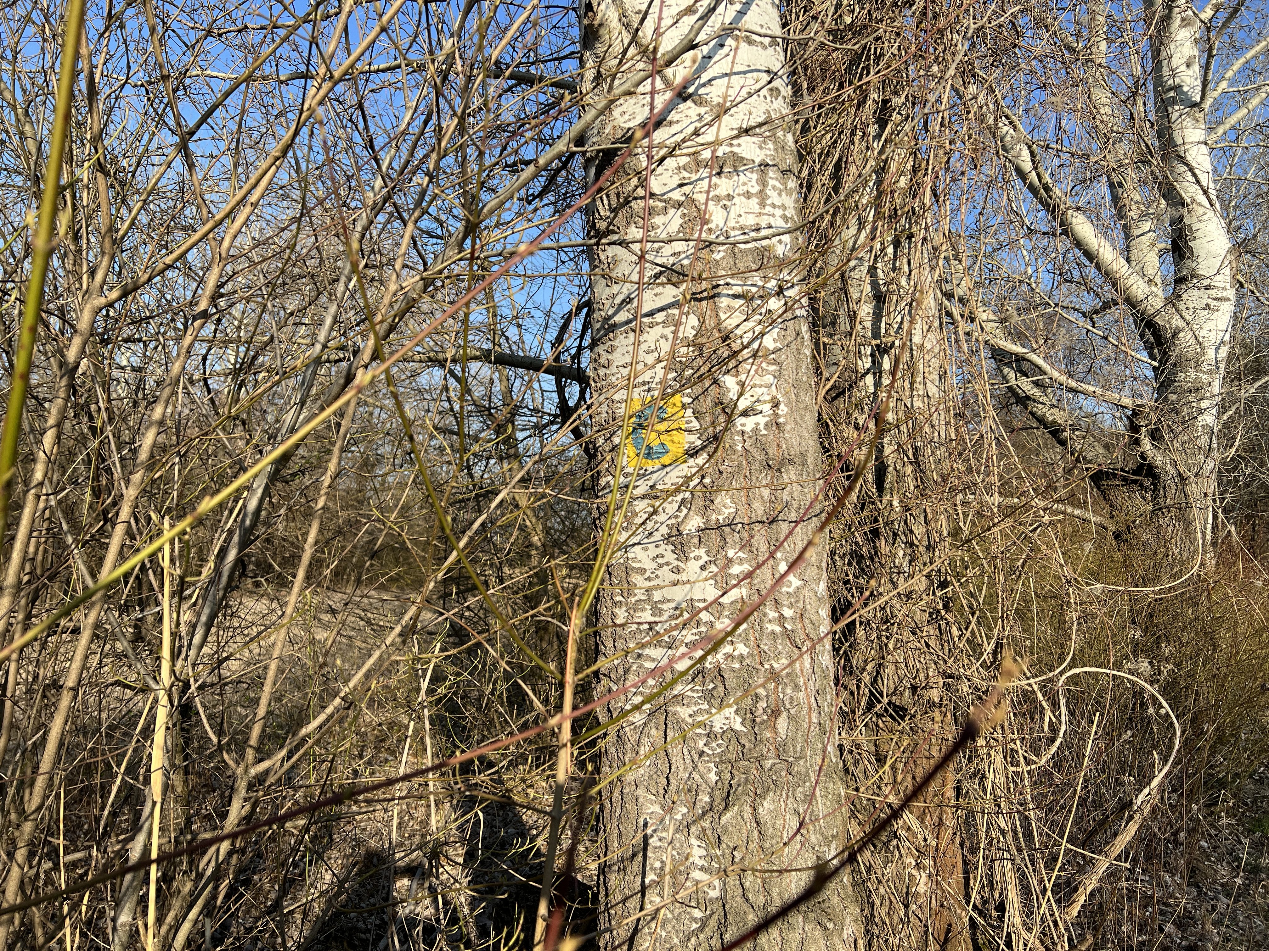 tree with yellow mark
