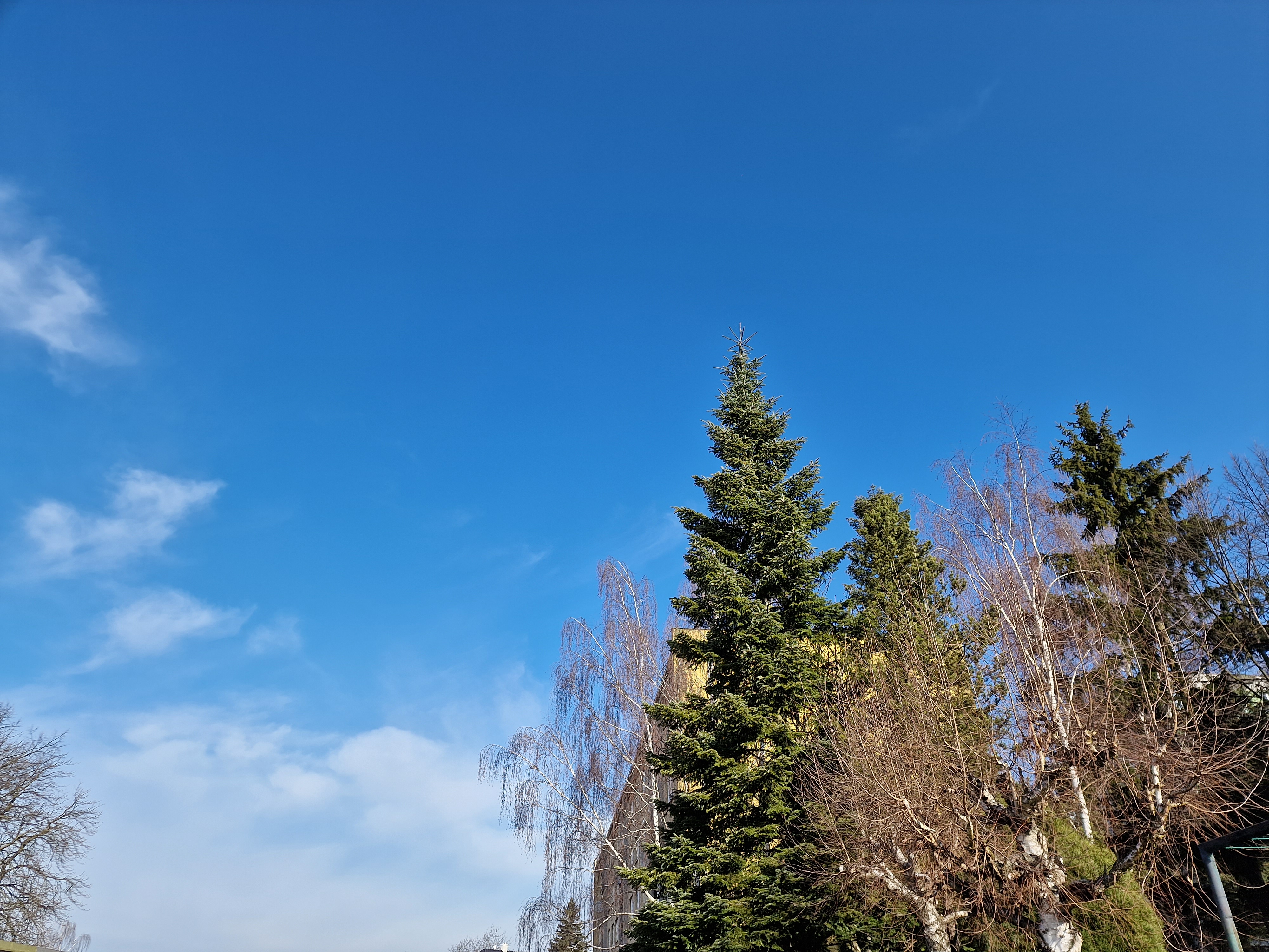 trees against blue sky