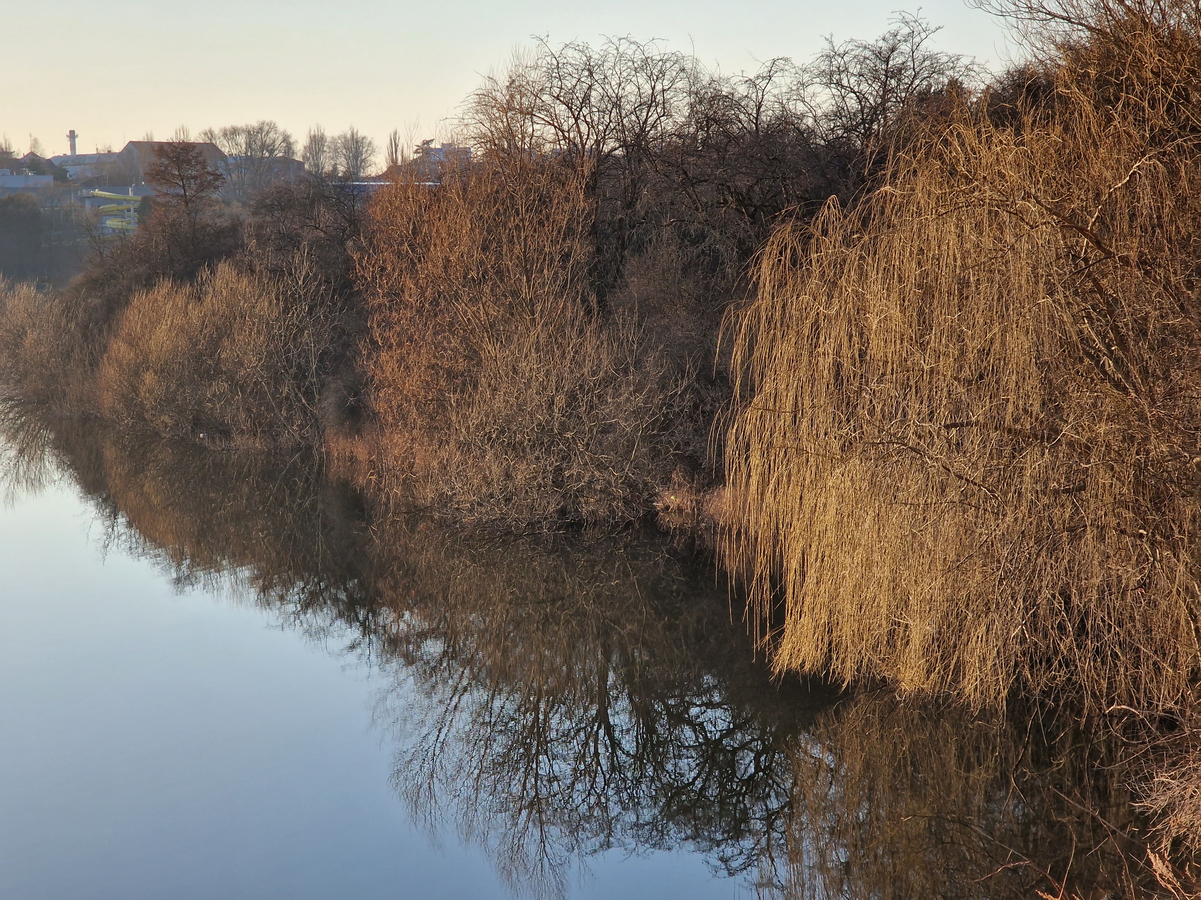 trees reflecting on water