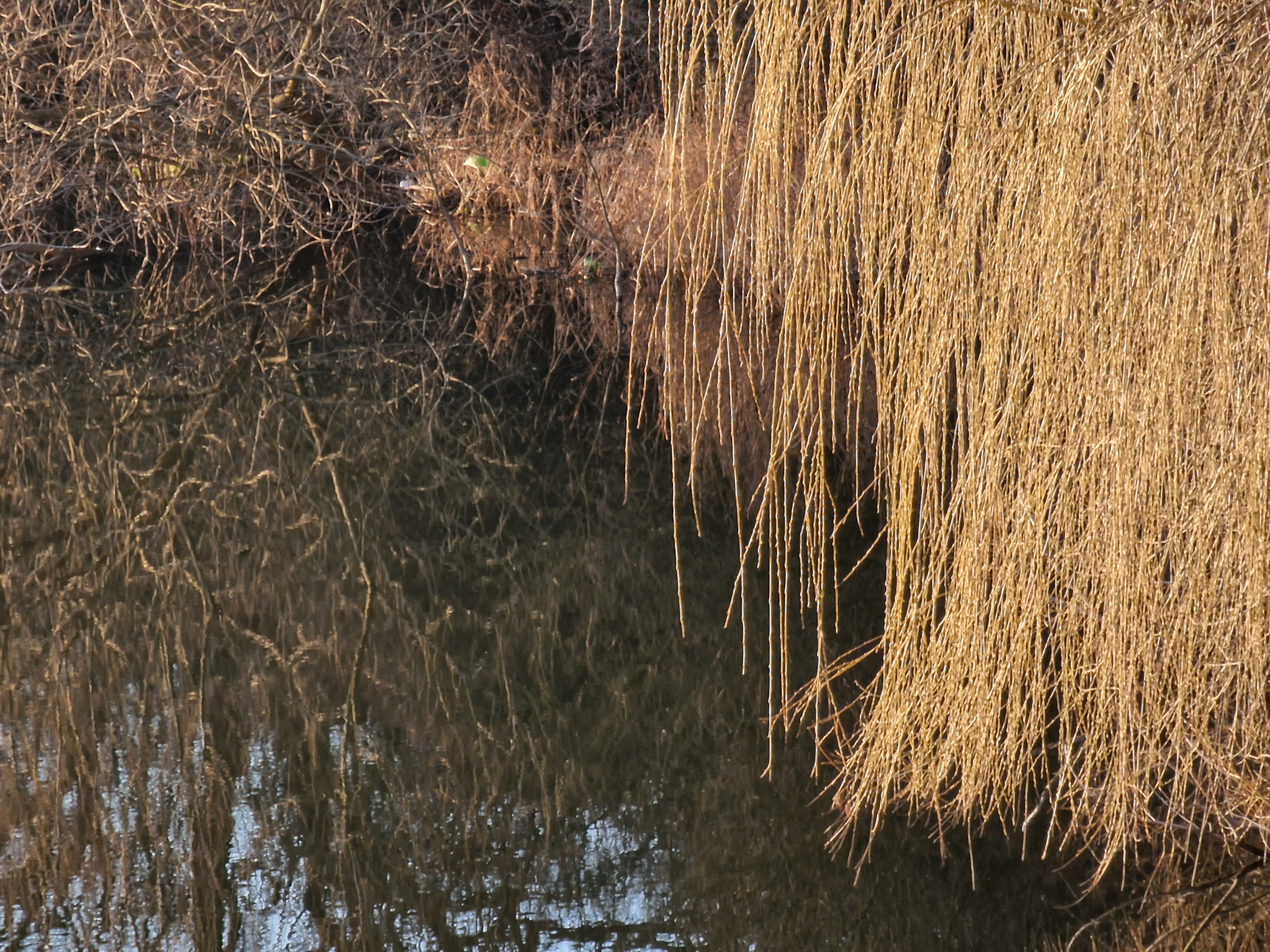 weeping willow reflection