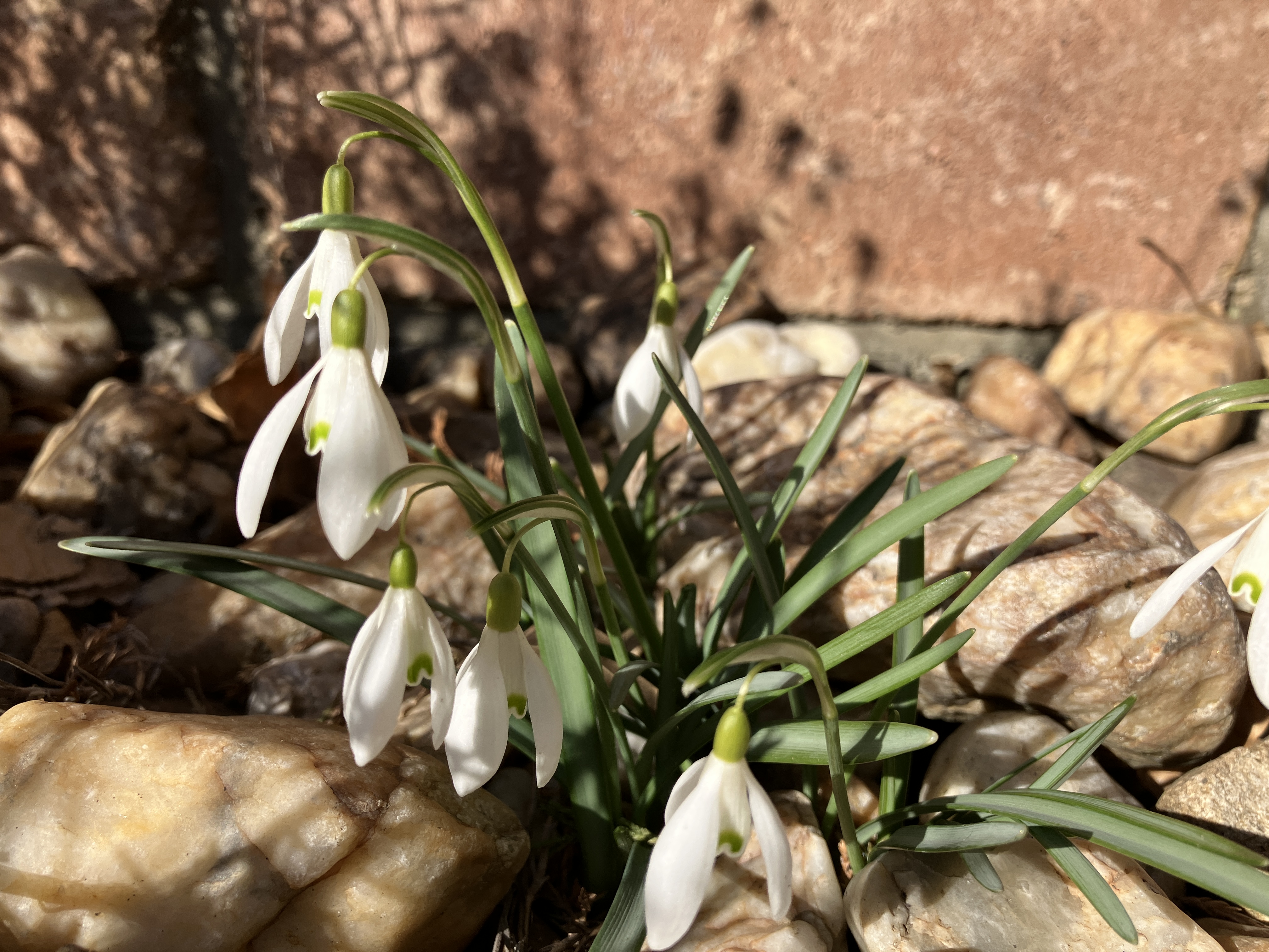 white snowdrop flowers rocks