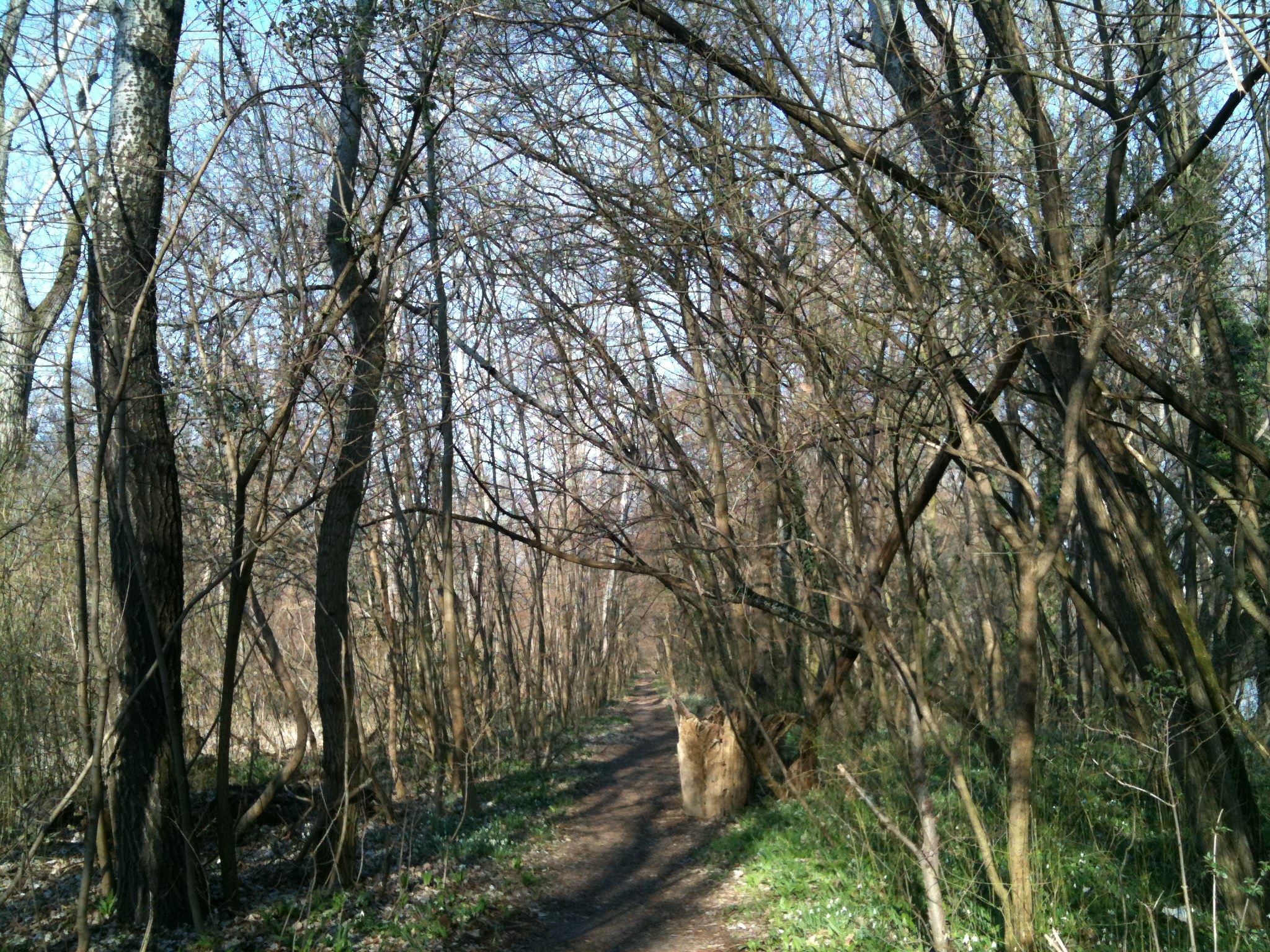 woodland path trees