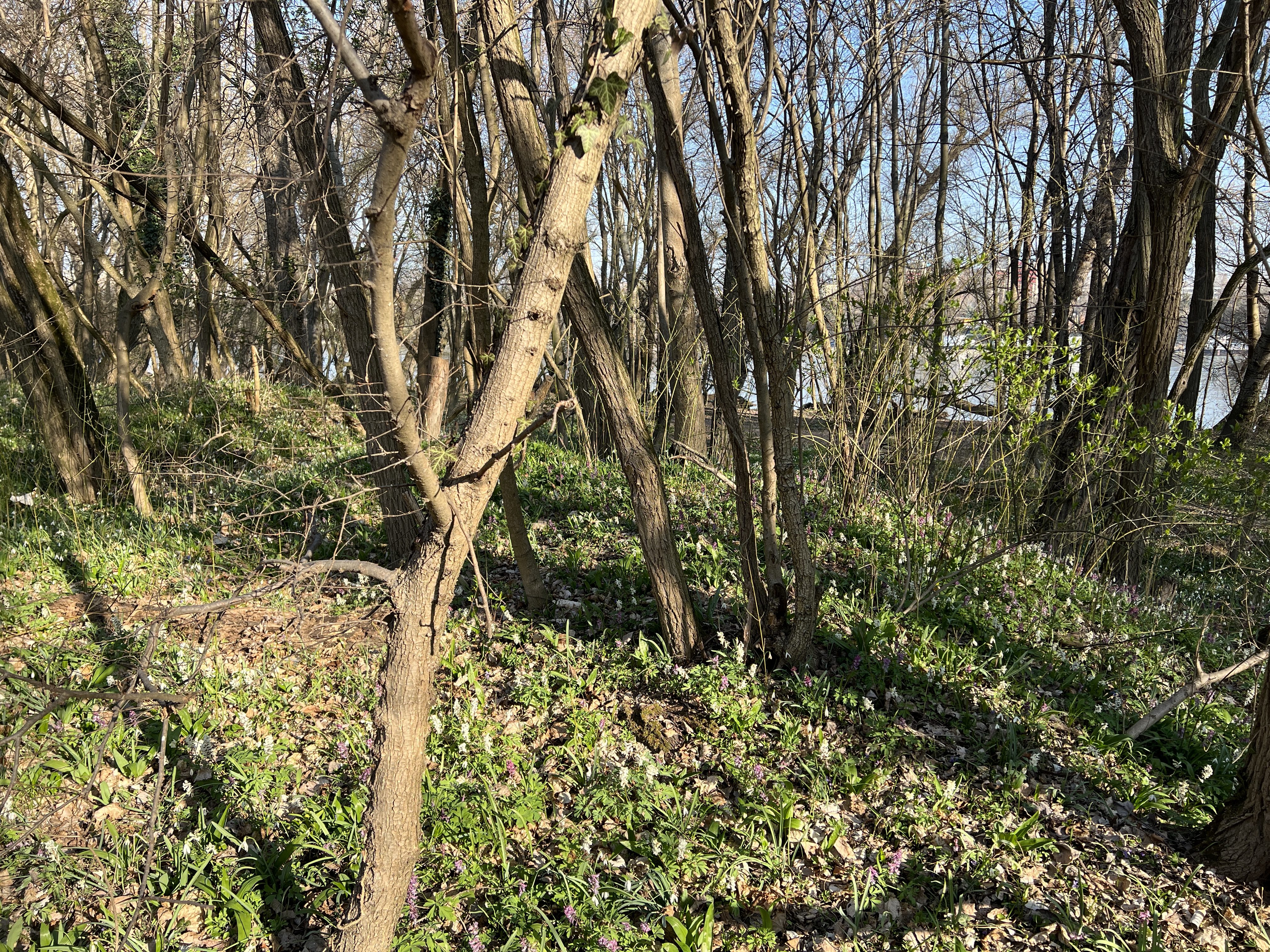 woodland trees and shrubs