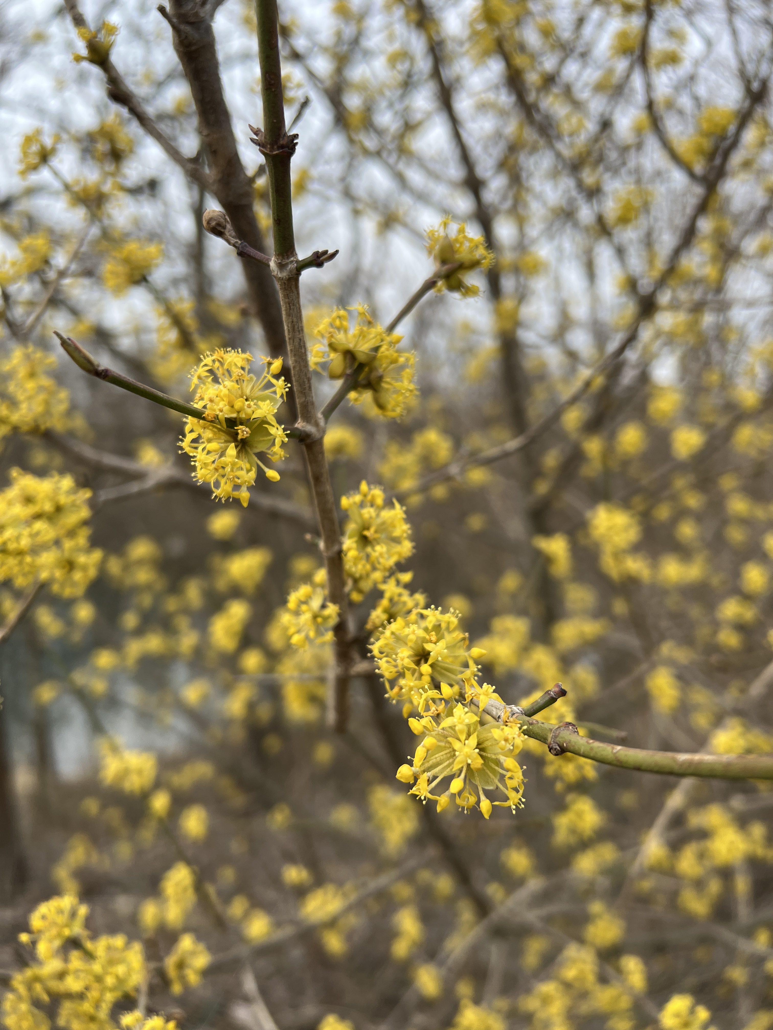 yellow flowering branches