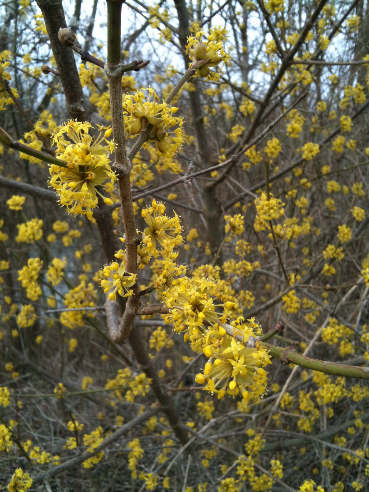 yellow flowering bush