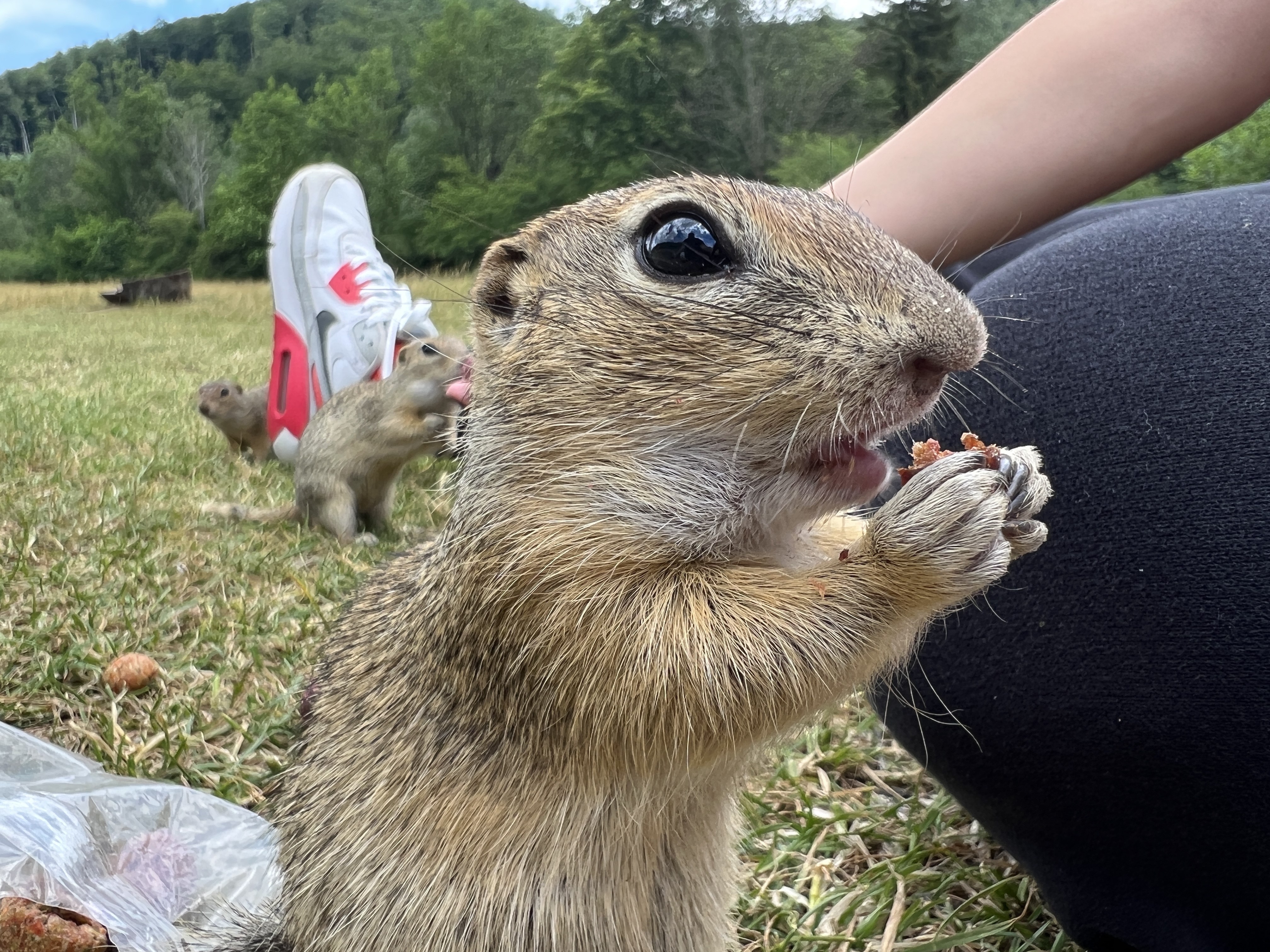 animal eating close up