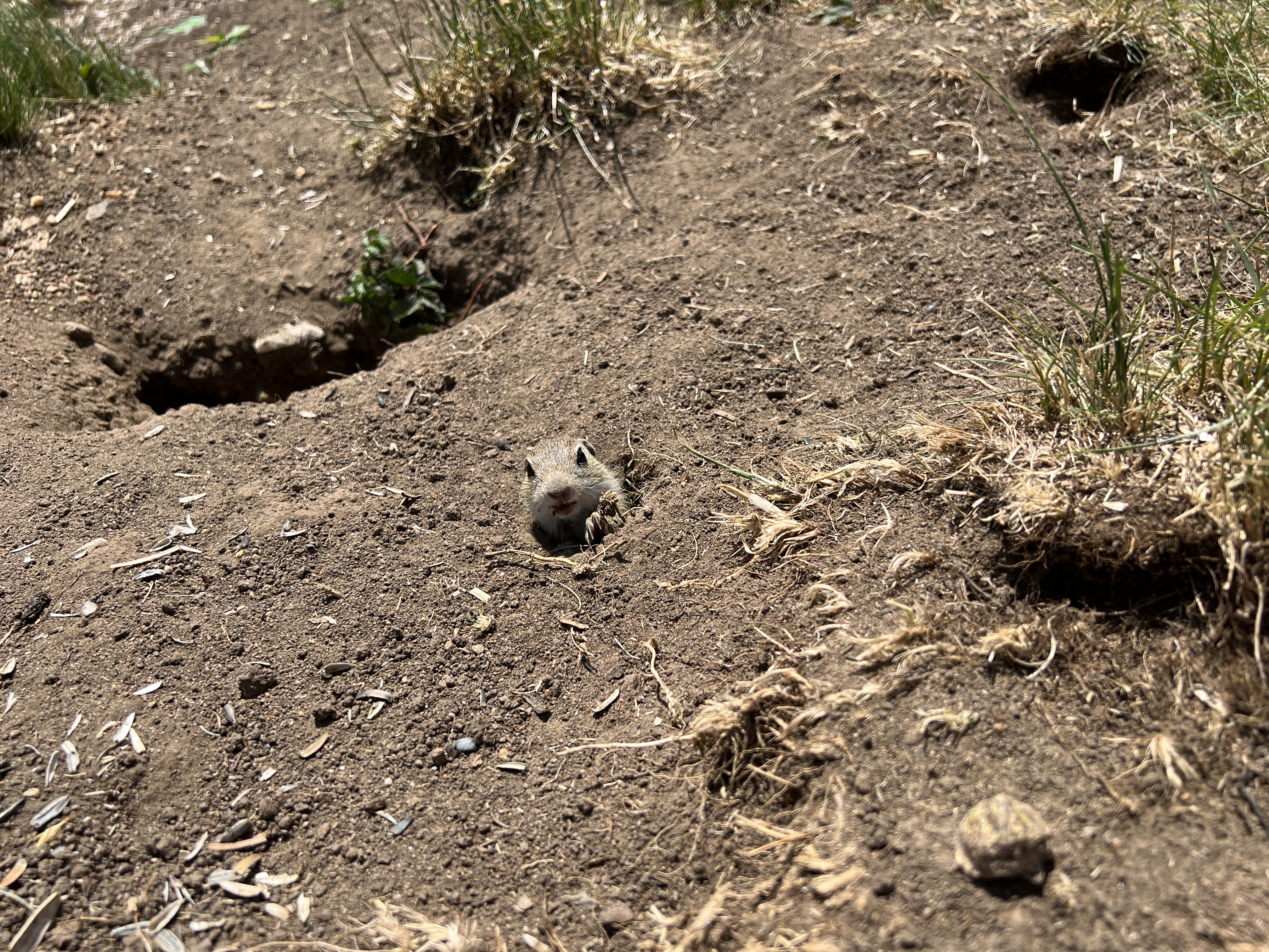 animal peeking from burrow