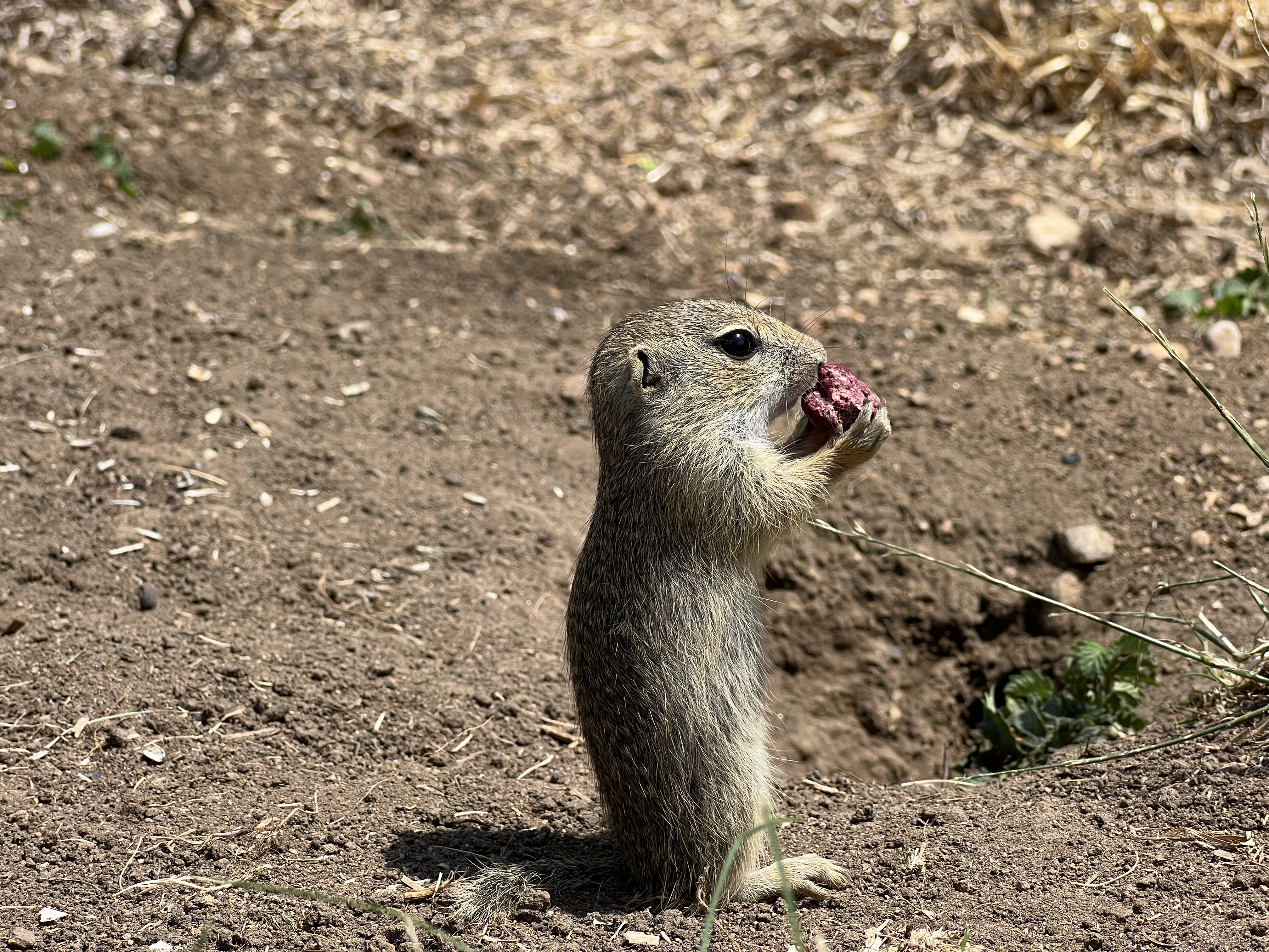 animal standing with berry