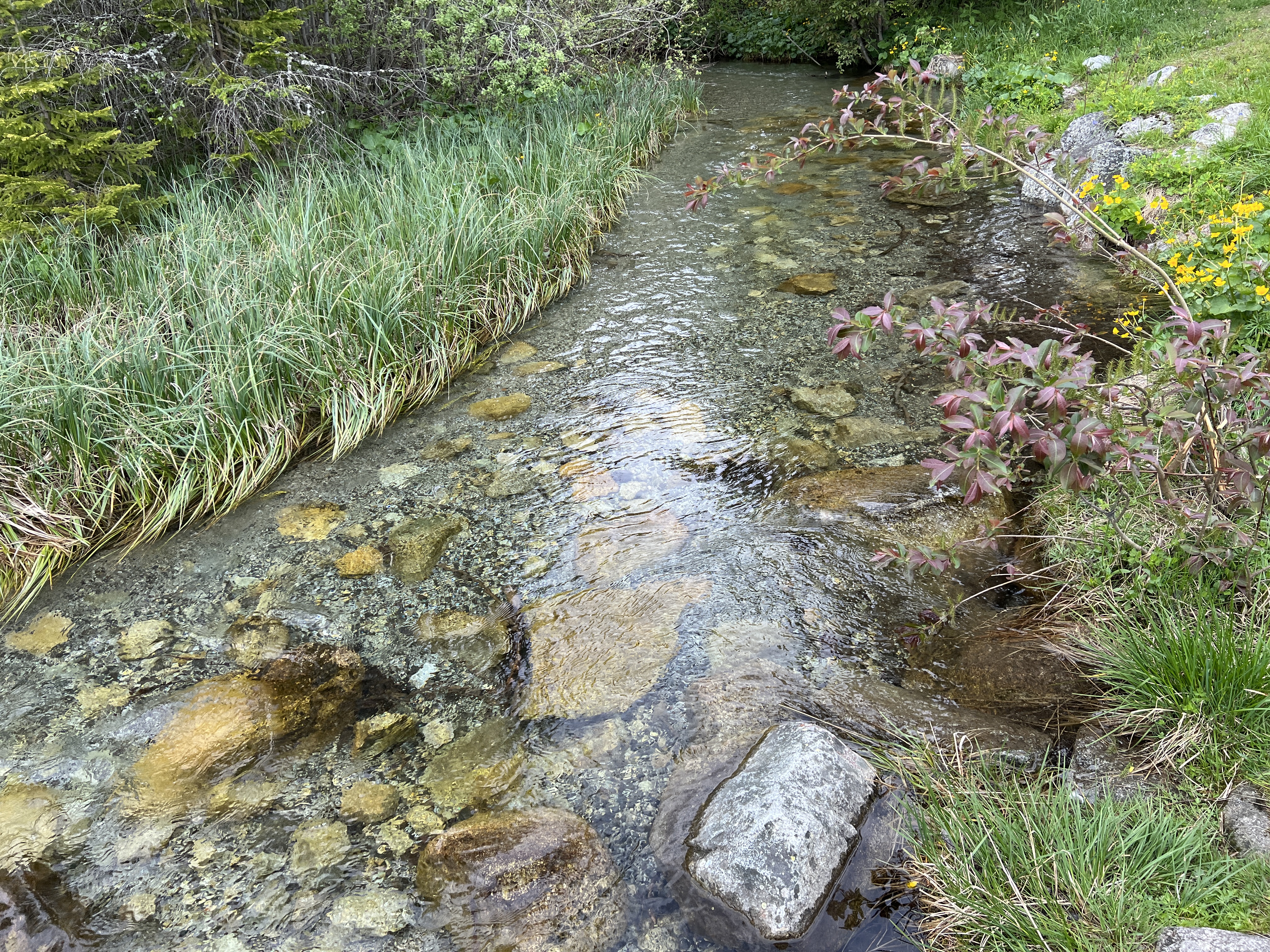 clear stream rocks grass
