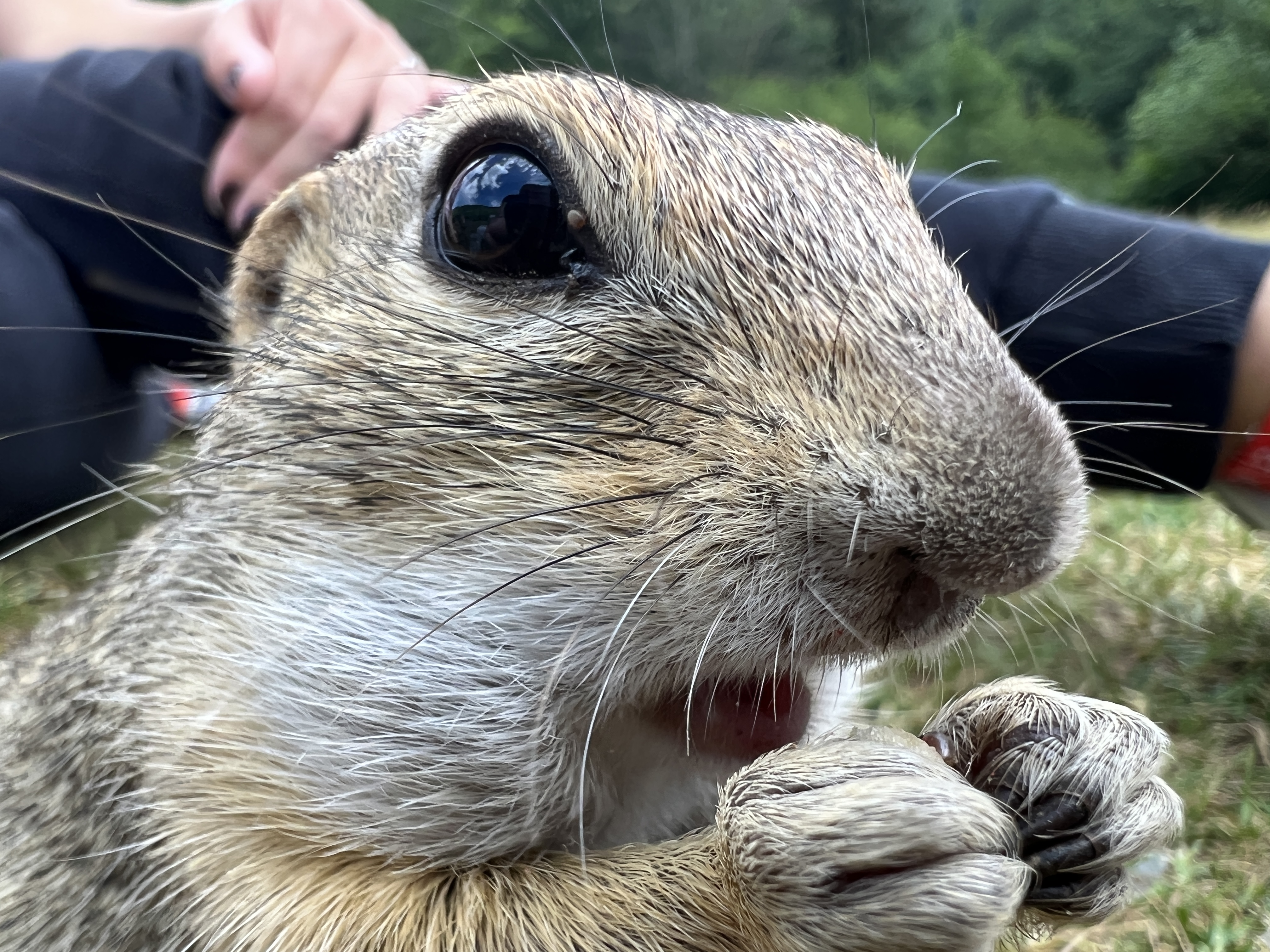 close up ground squirrel face
