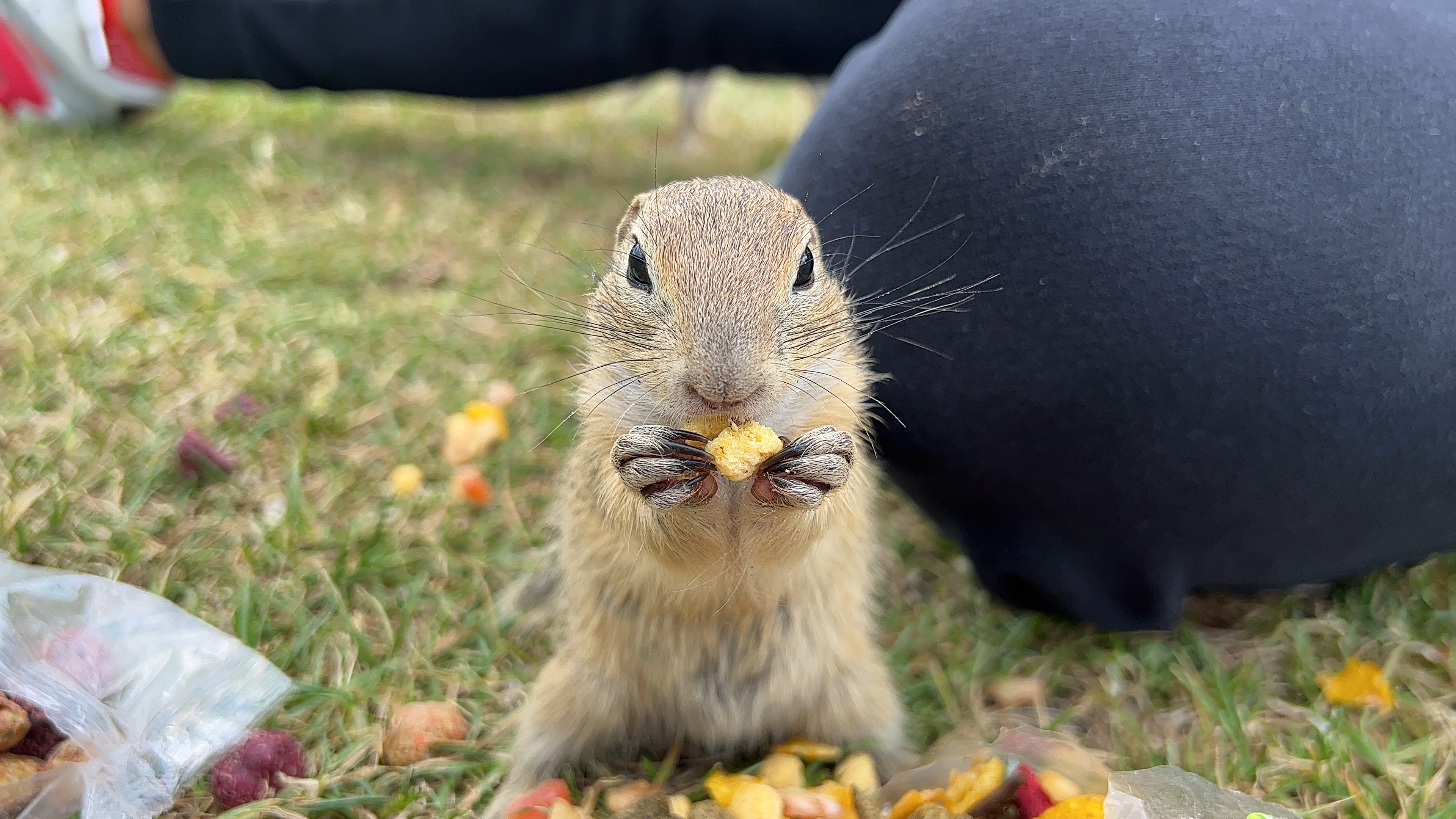 close up ground squirrel snack