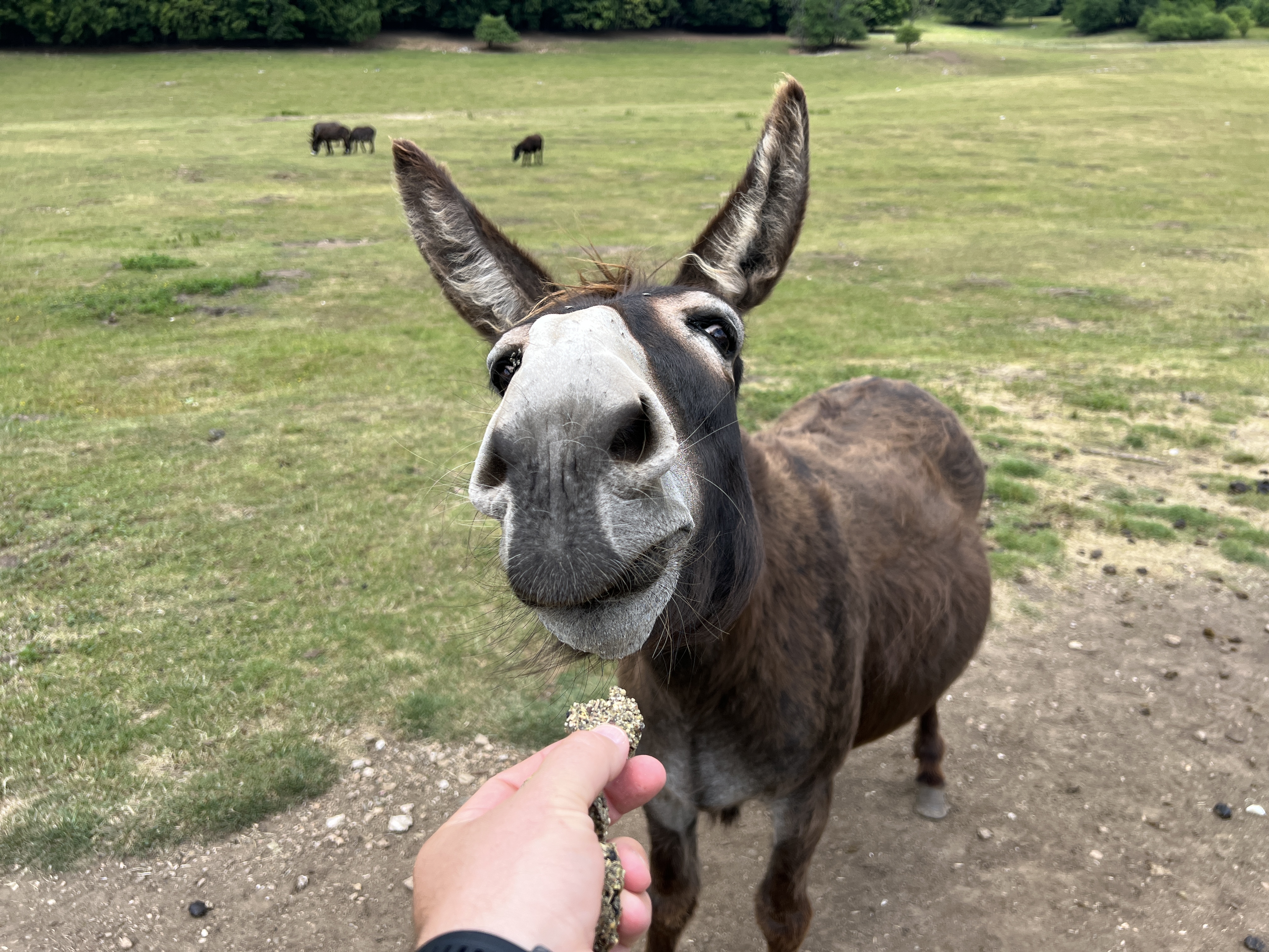 donkey being fed