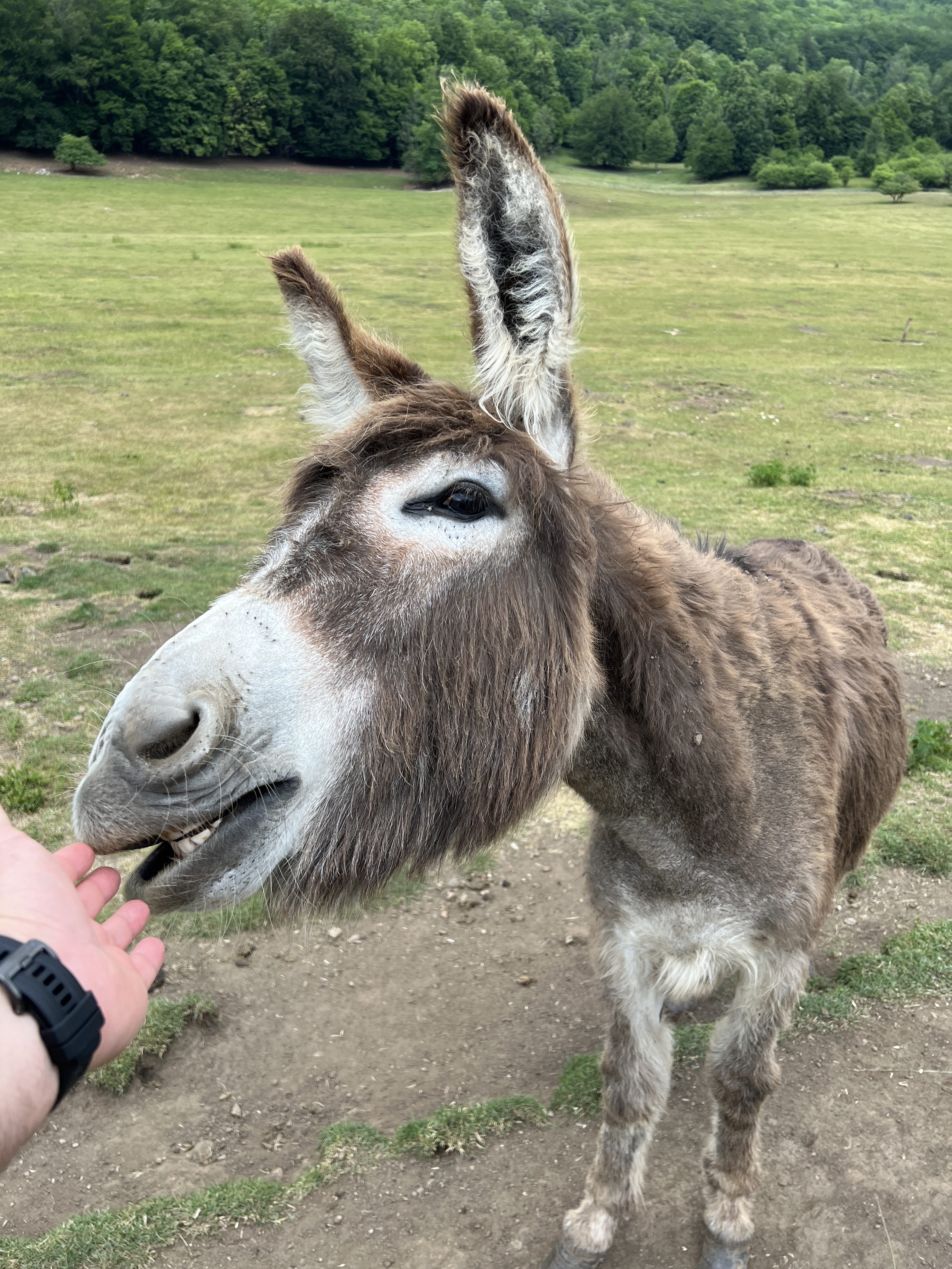 donkey close up