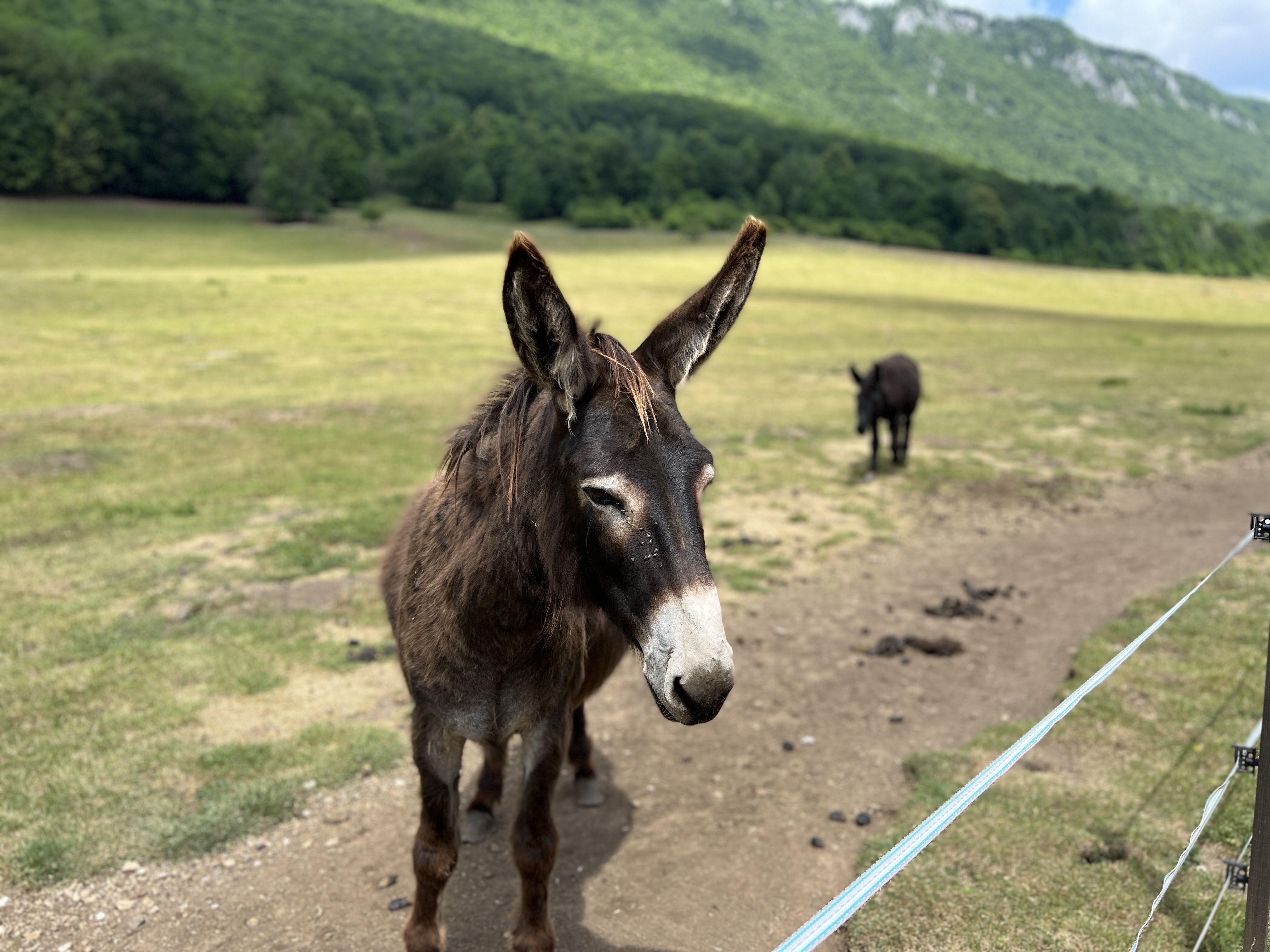 donkey in field