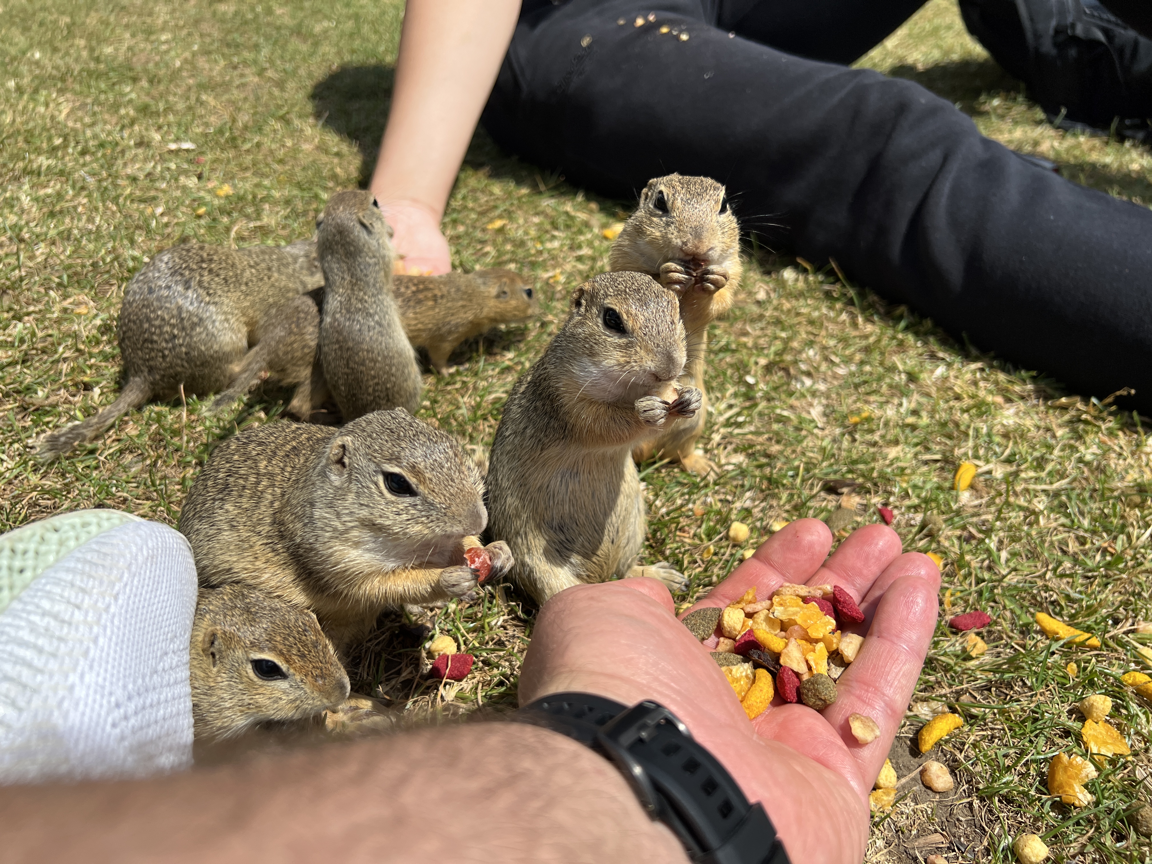 feeding ground squirrels hand