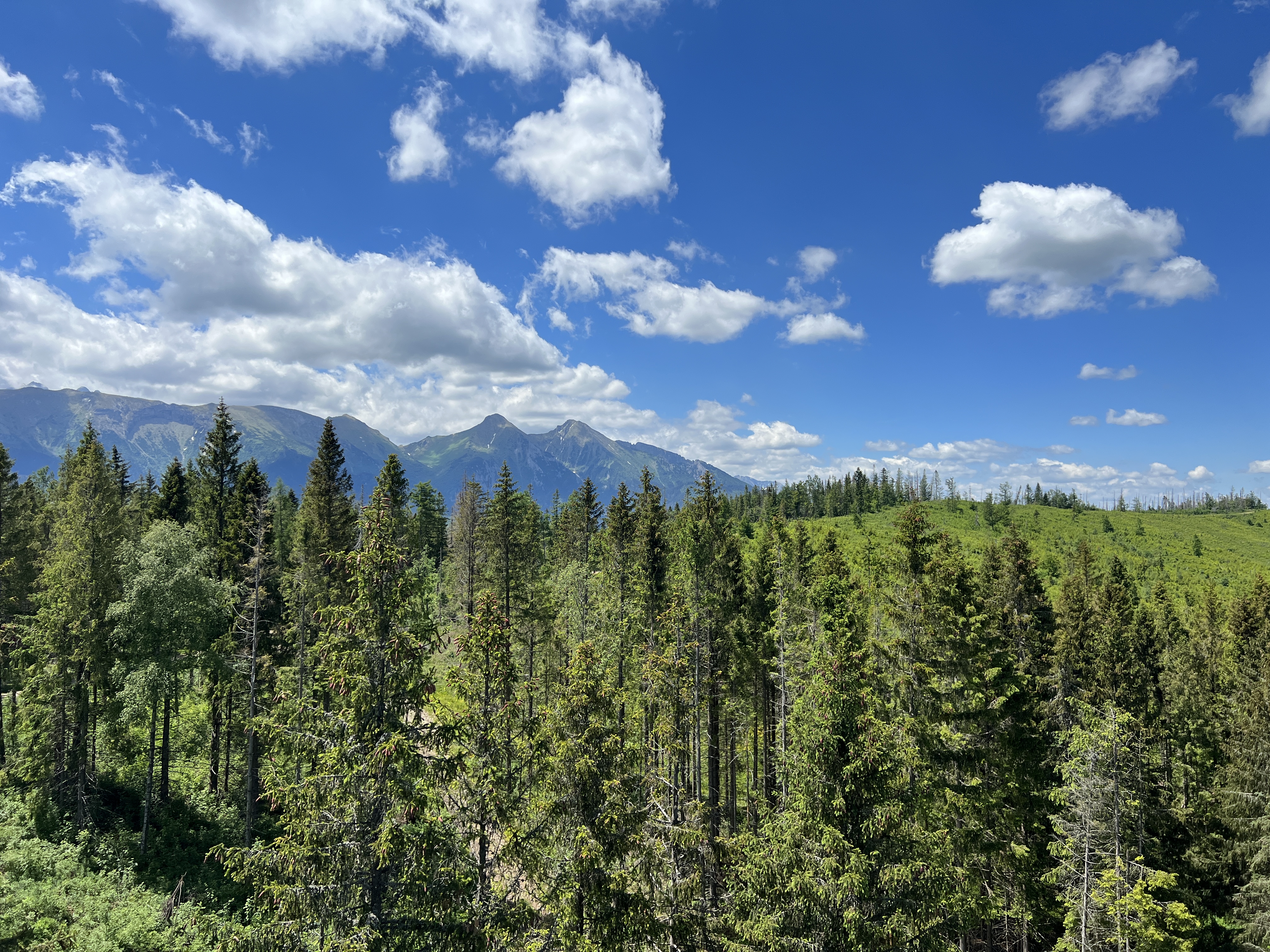 forest mountain view