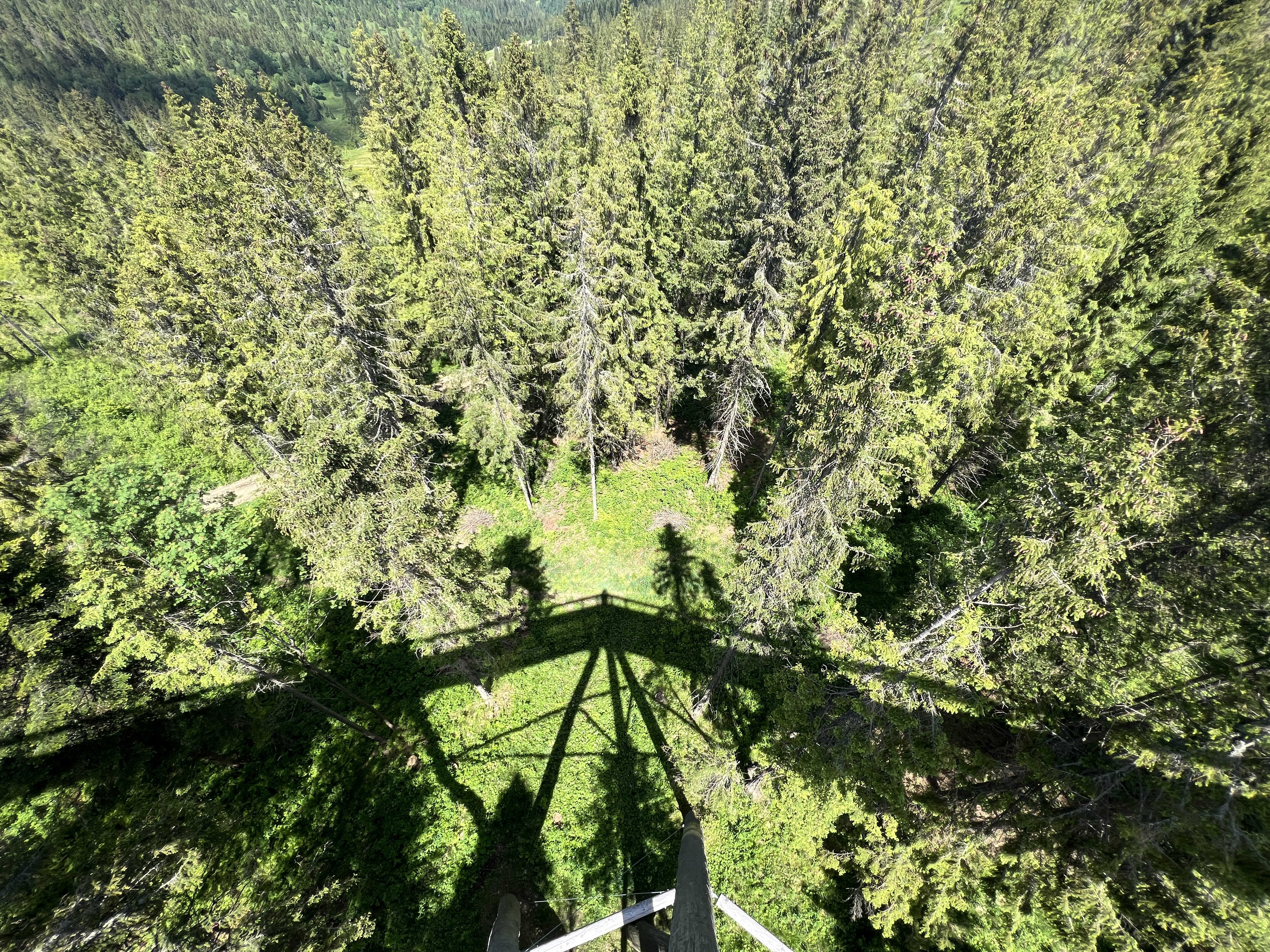 forest tower shadow