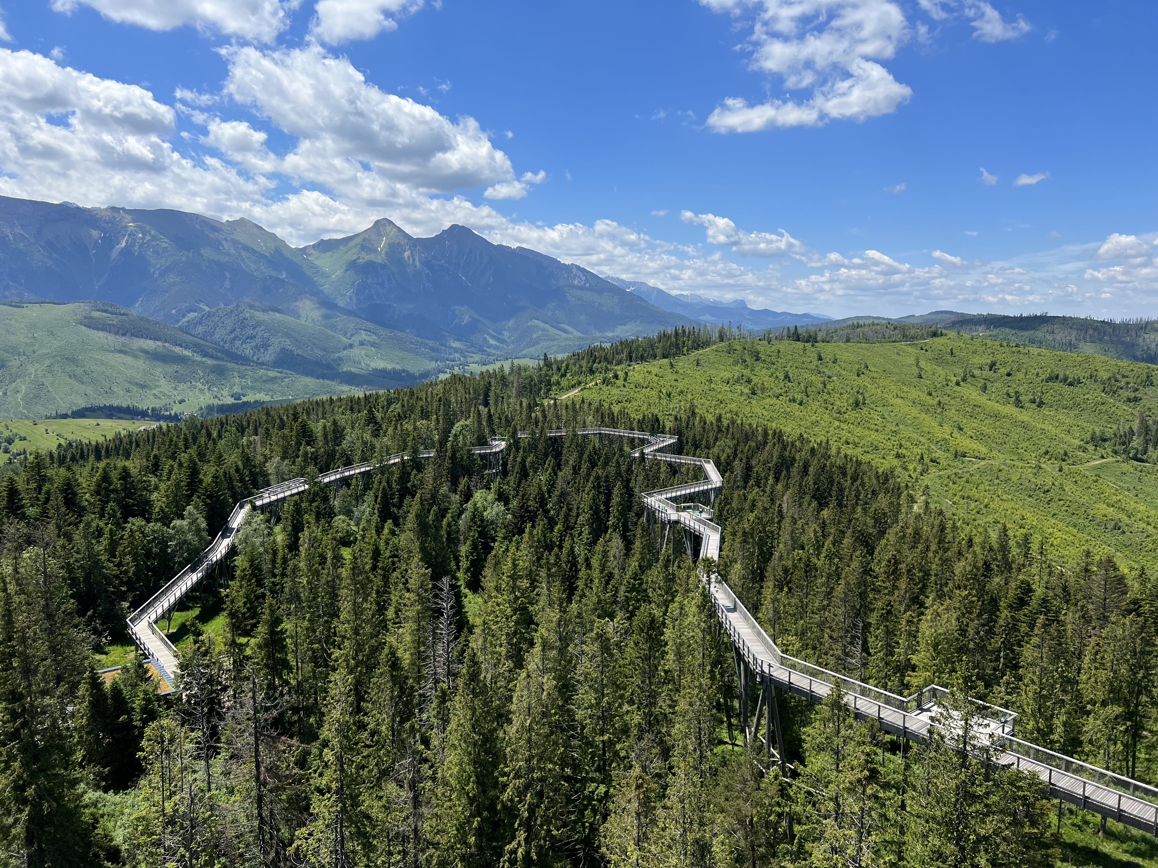 forest walkway mountains