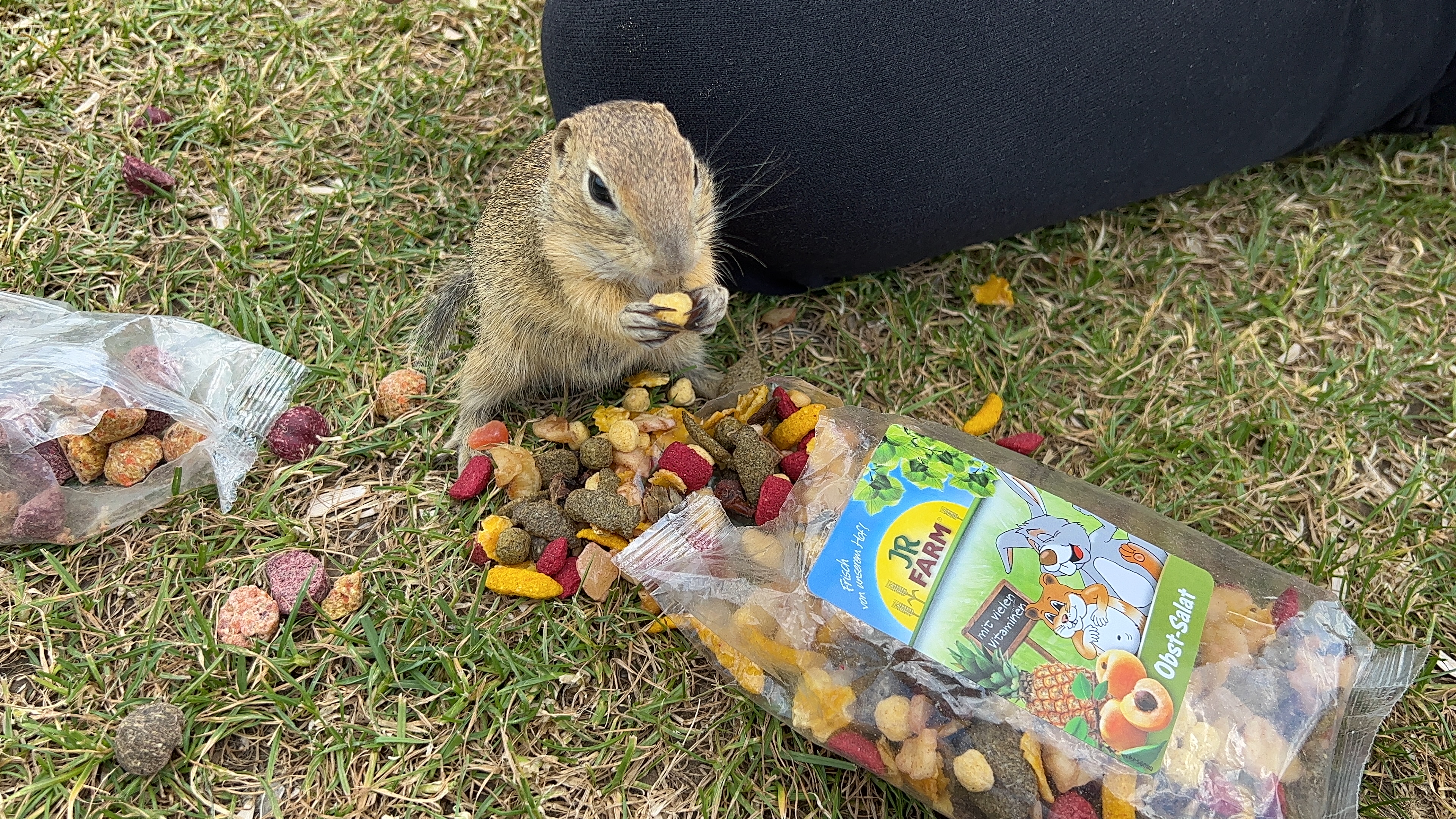 ground squirrel eating snacks
