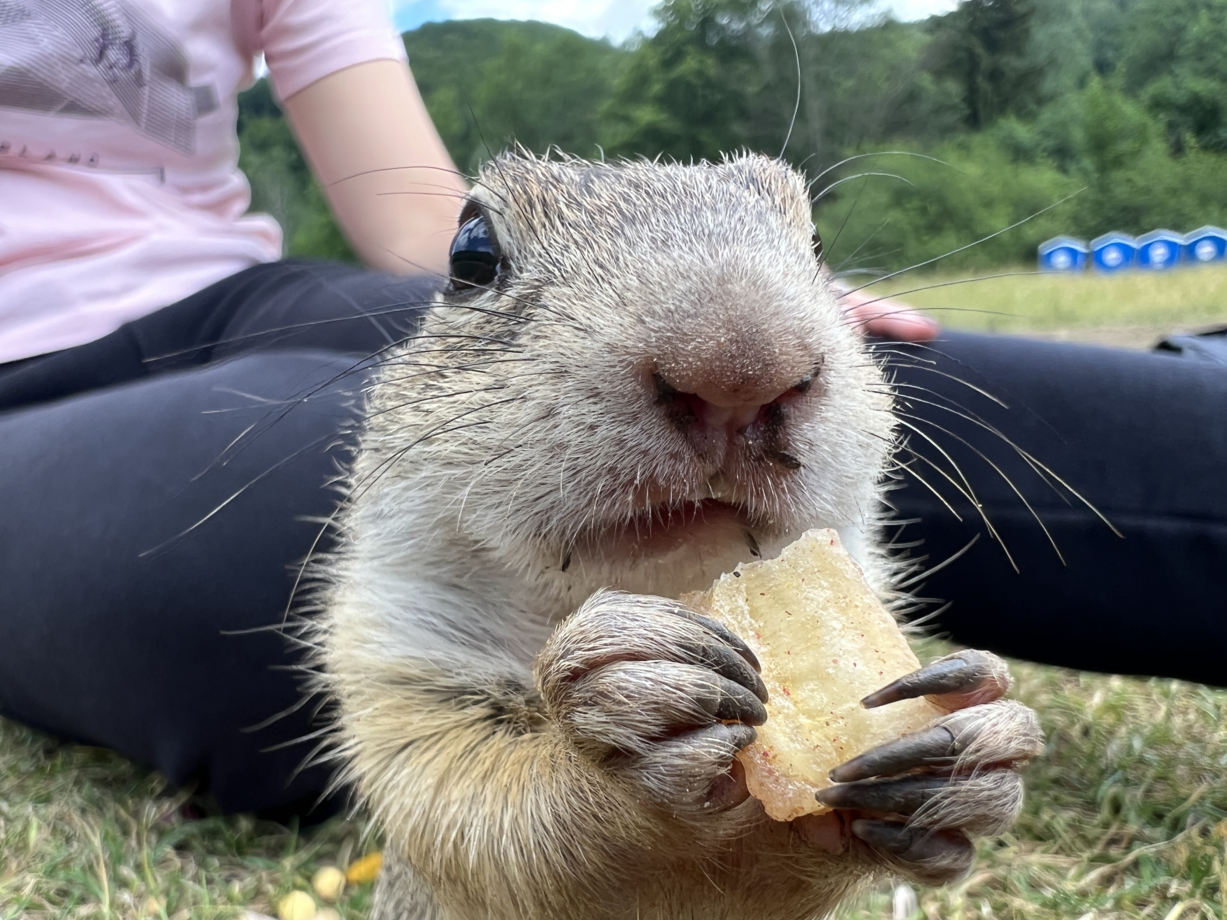 ground squirrel holding snack