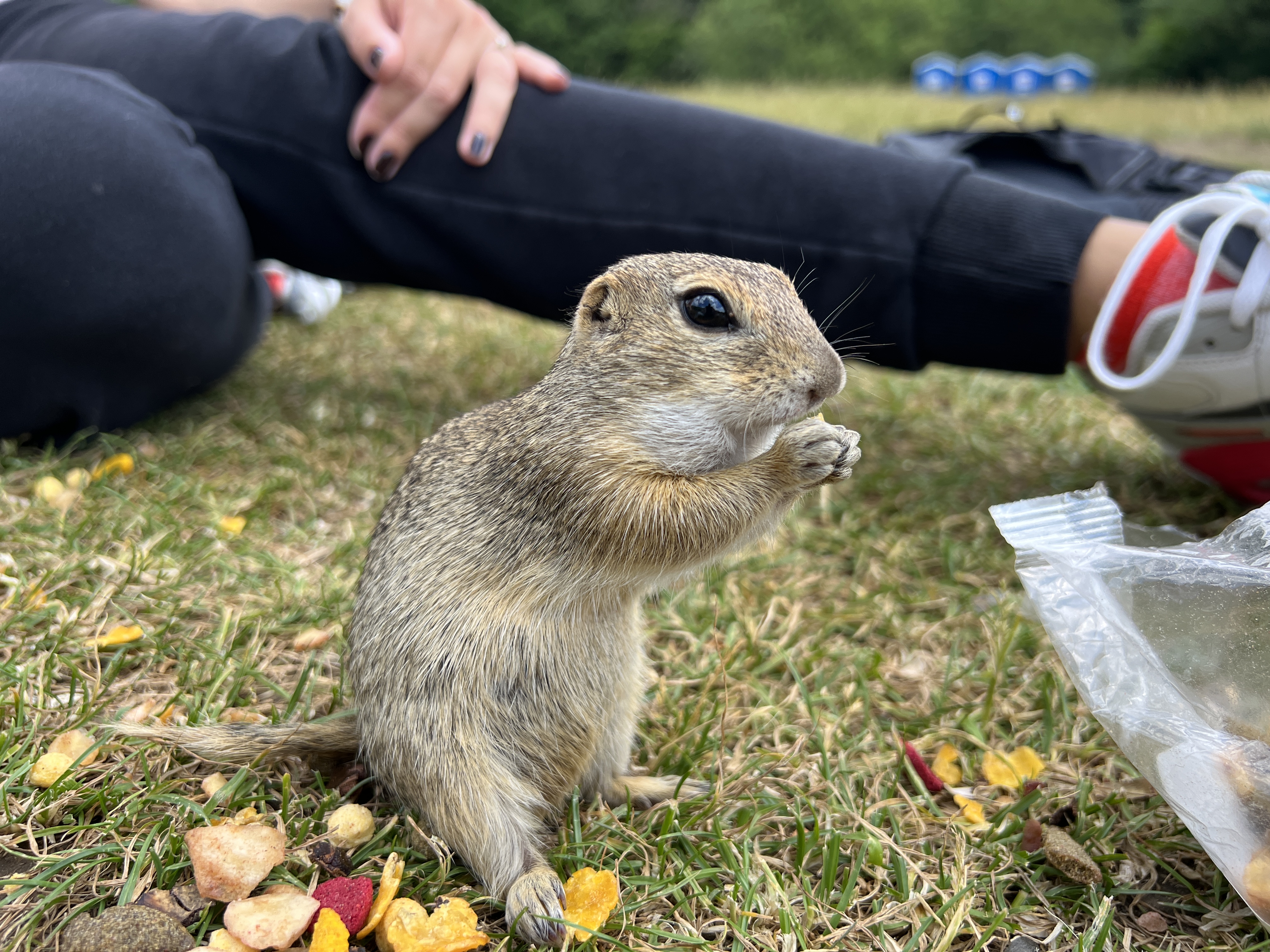 ground squirrel sitting grass