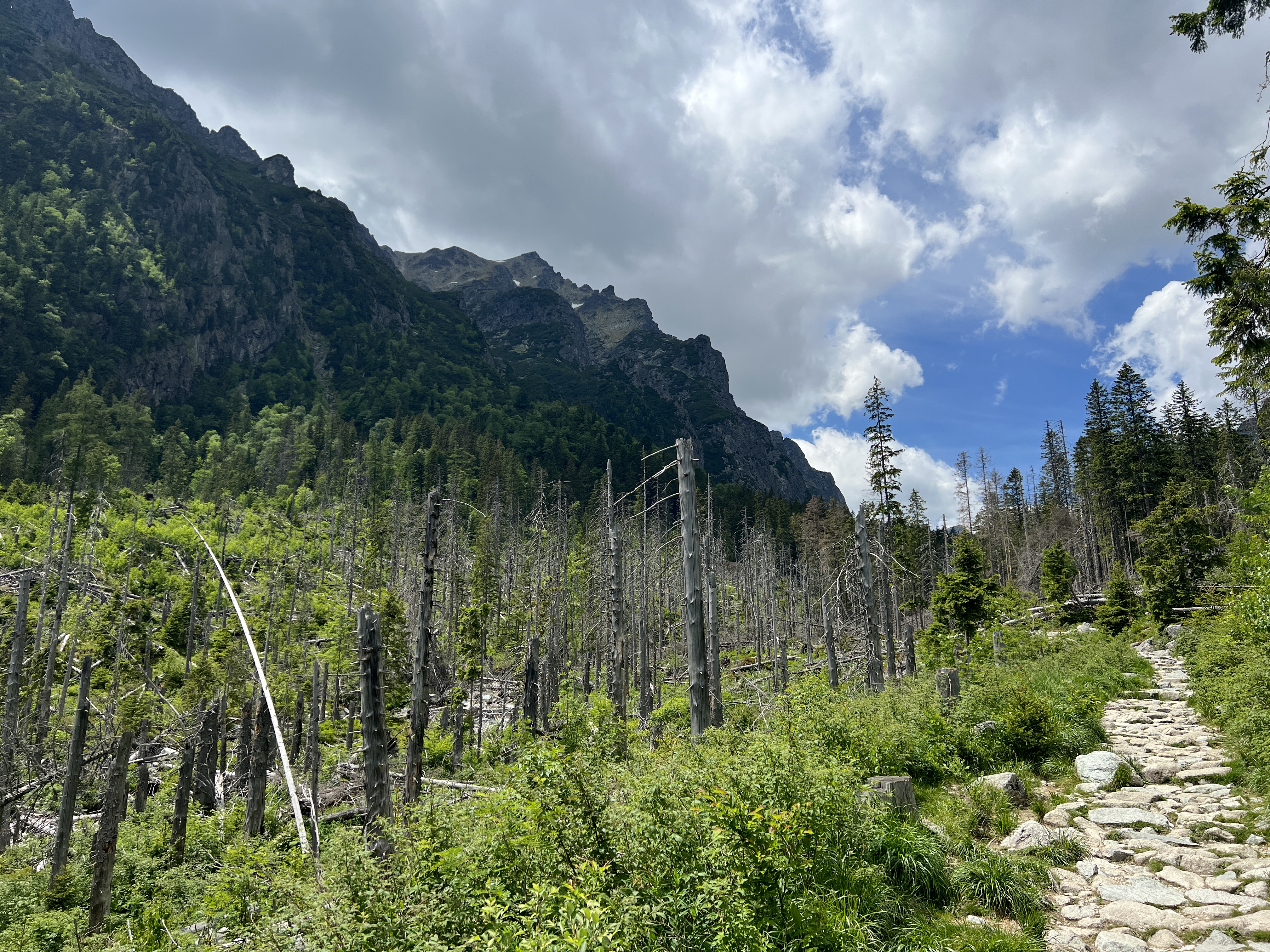 mountain forest path