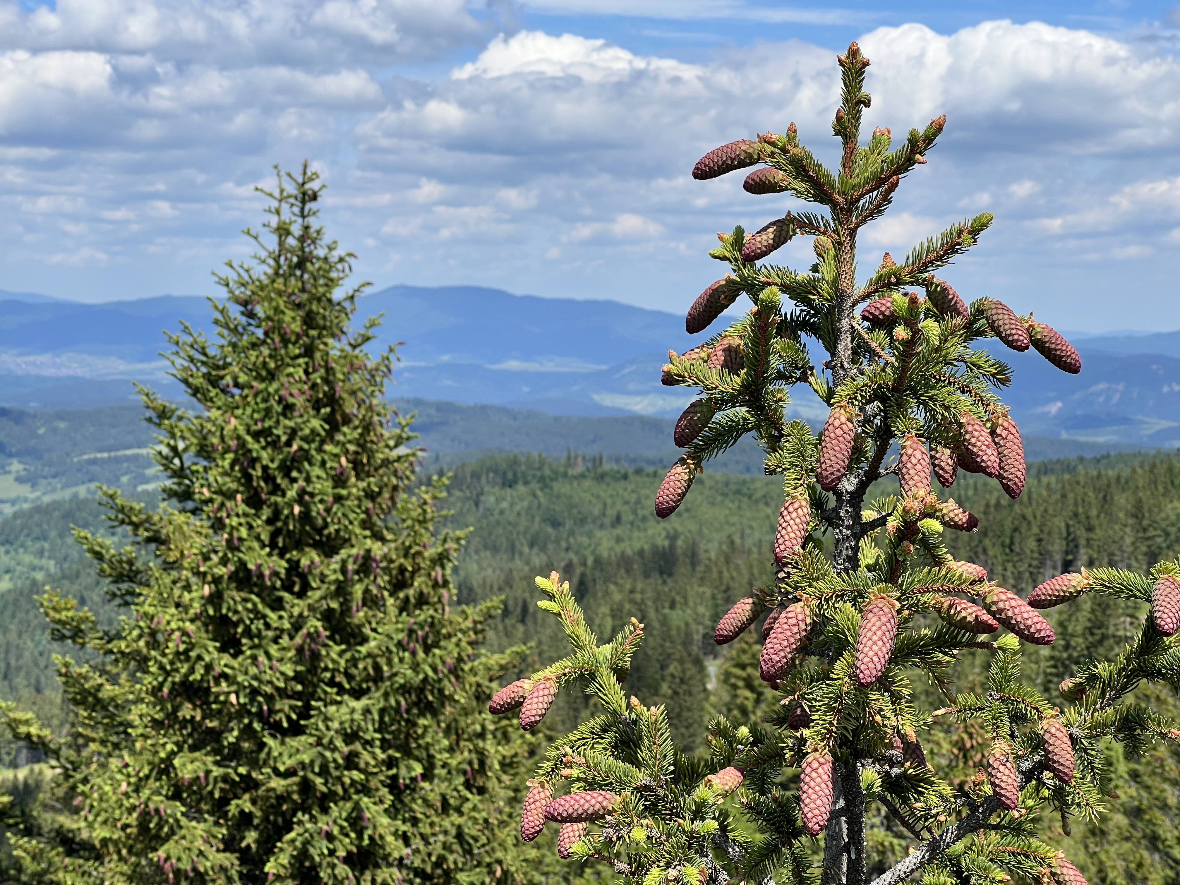 pine cones mountain