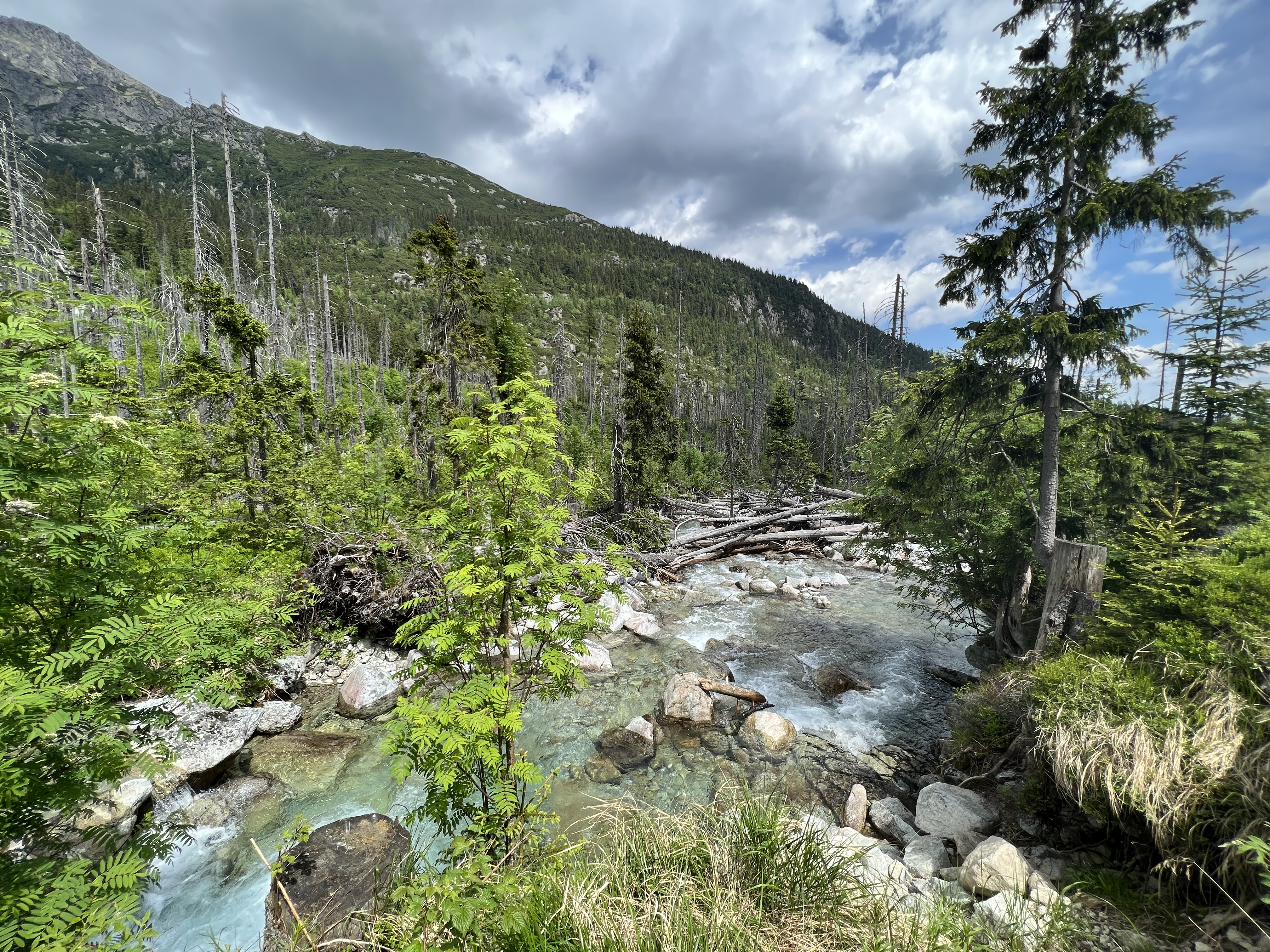 river in forest landscape
