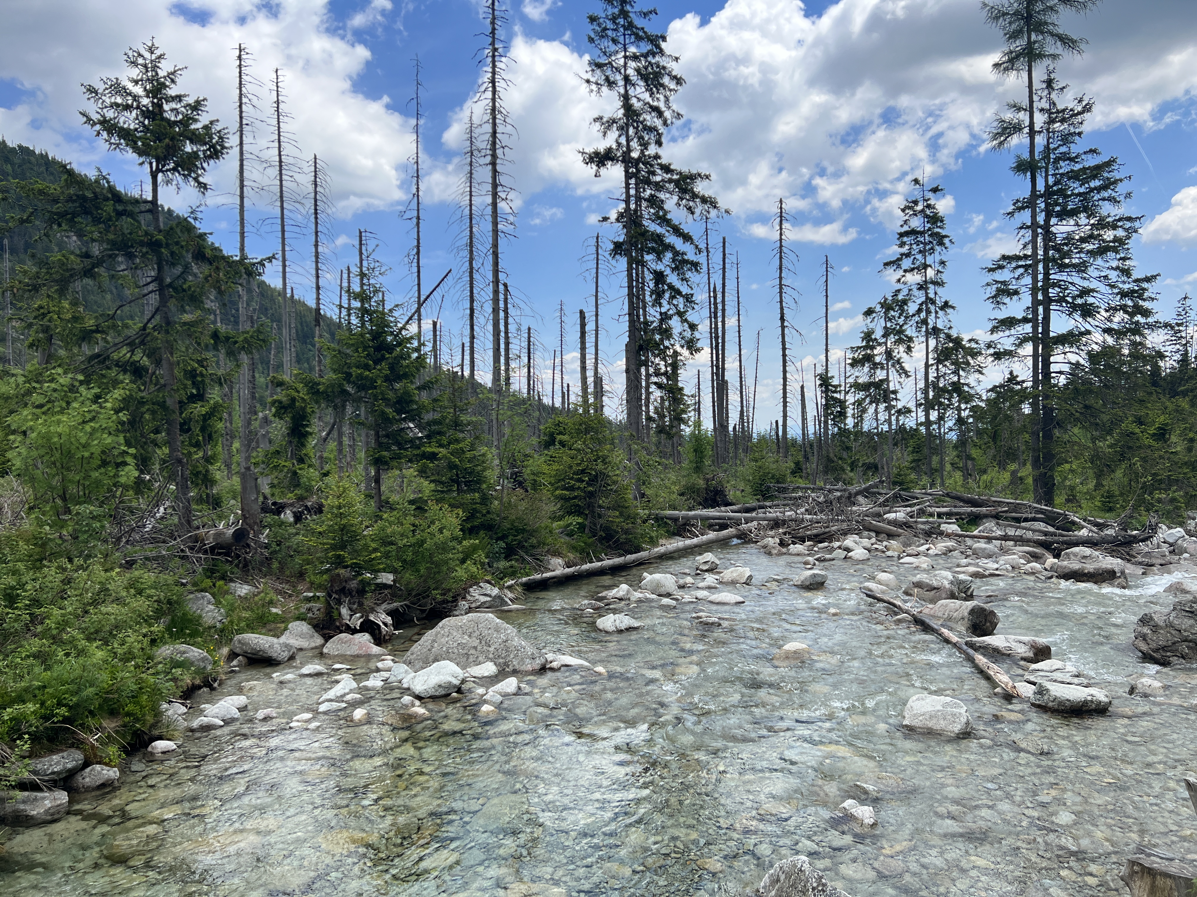 riverbed trees mountains