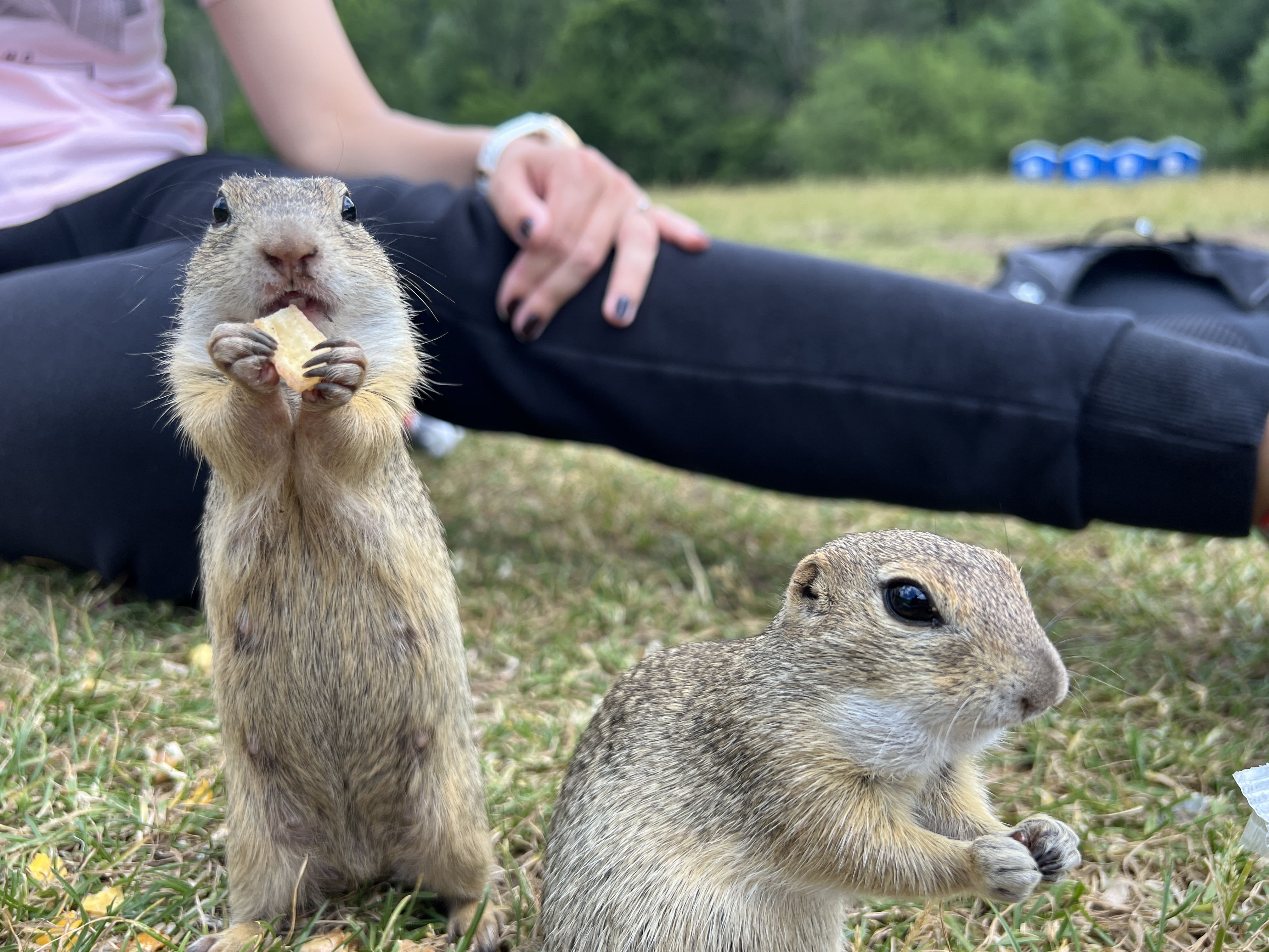 two ground squirrels eating