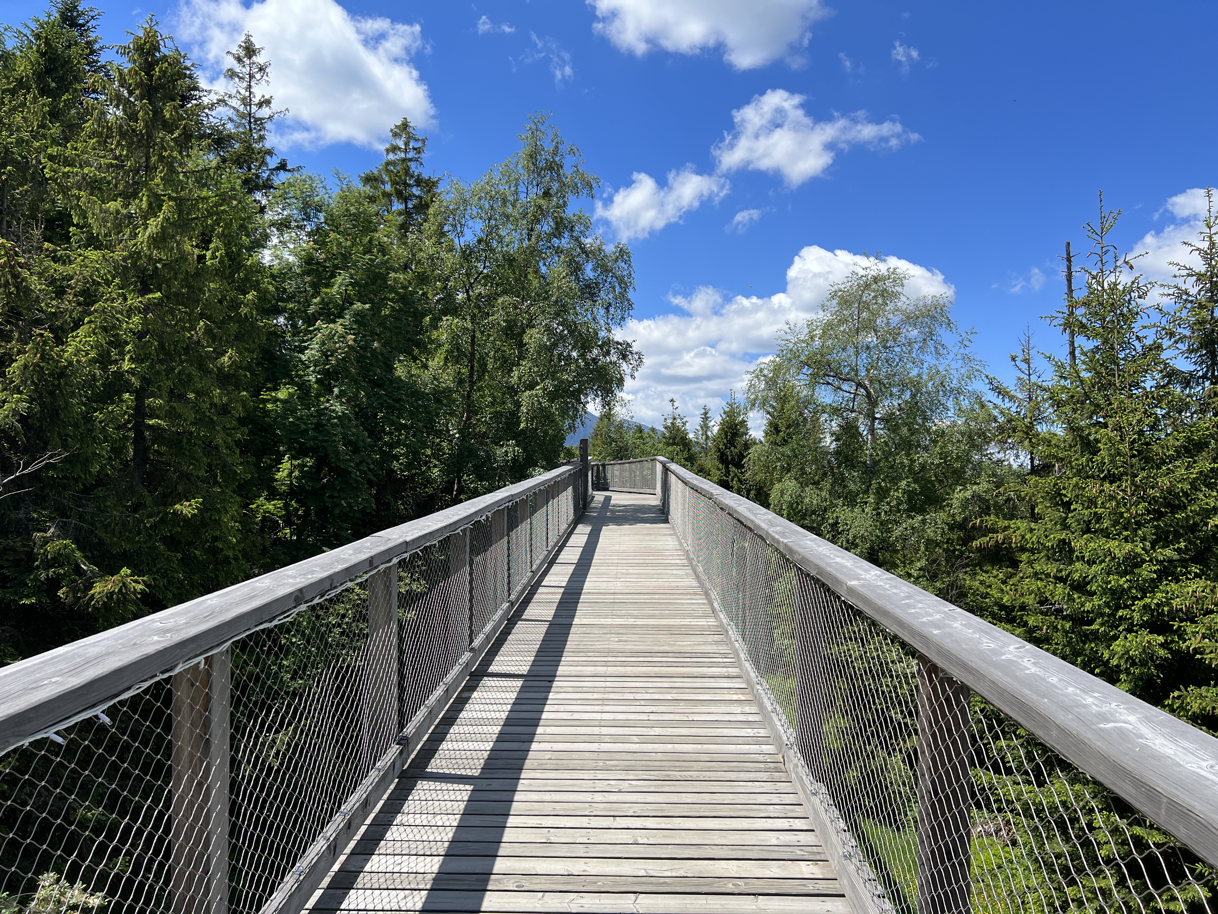 wooden bridge forest