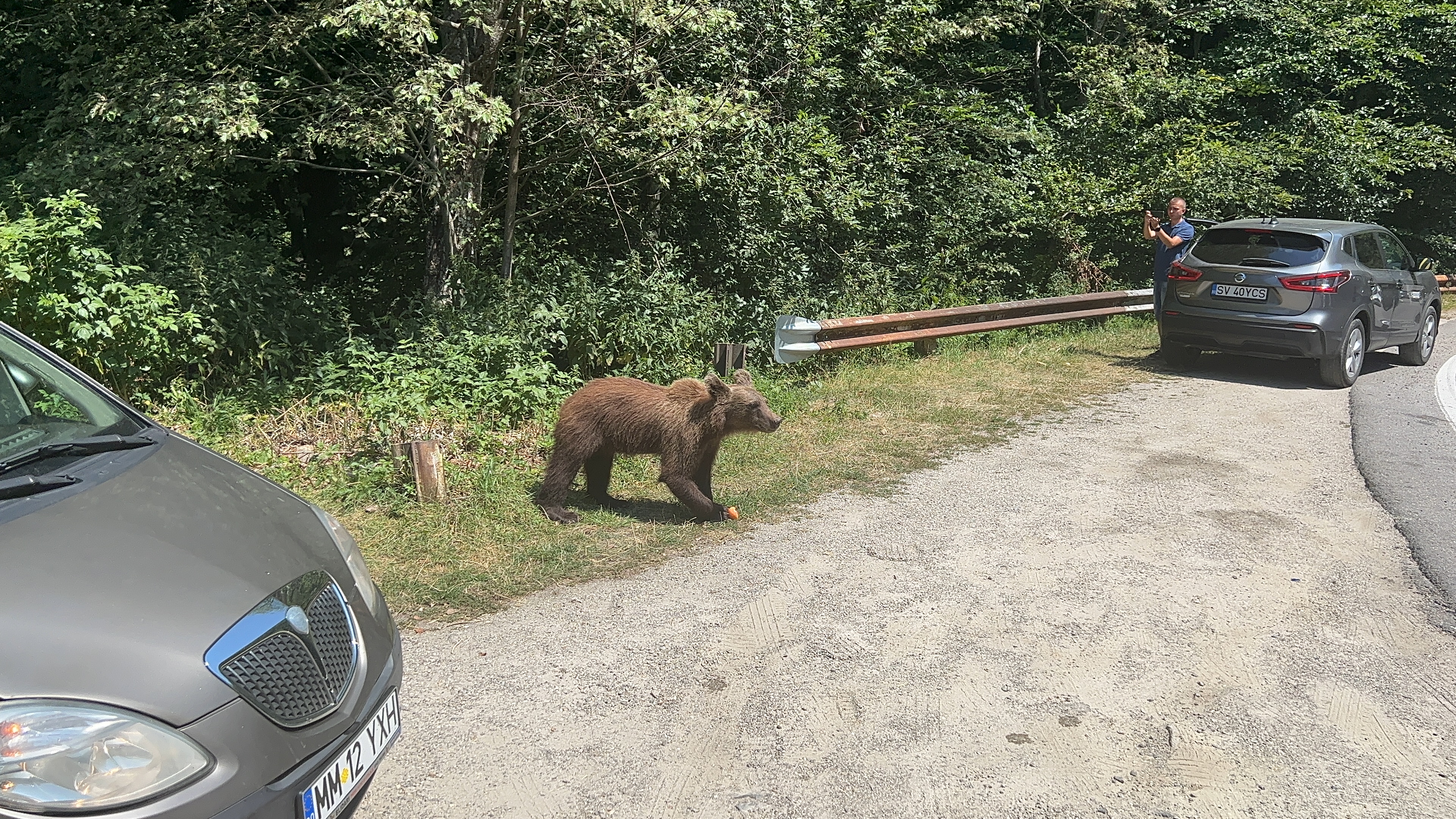 bear crossing road