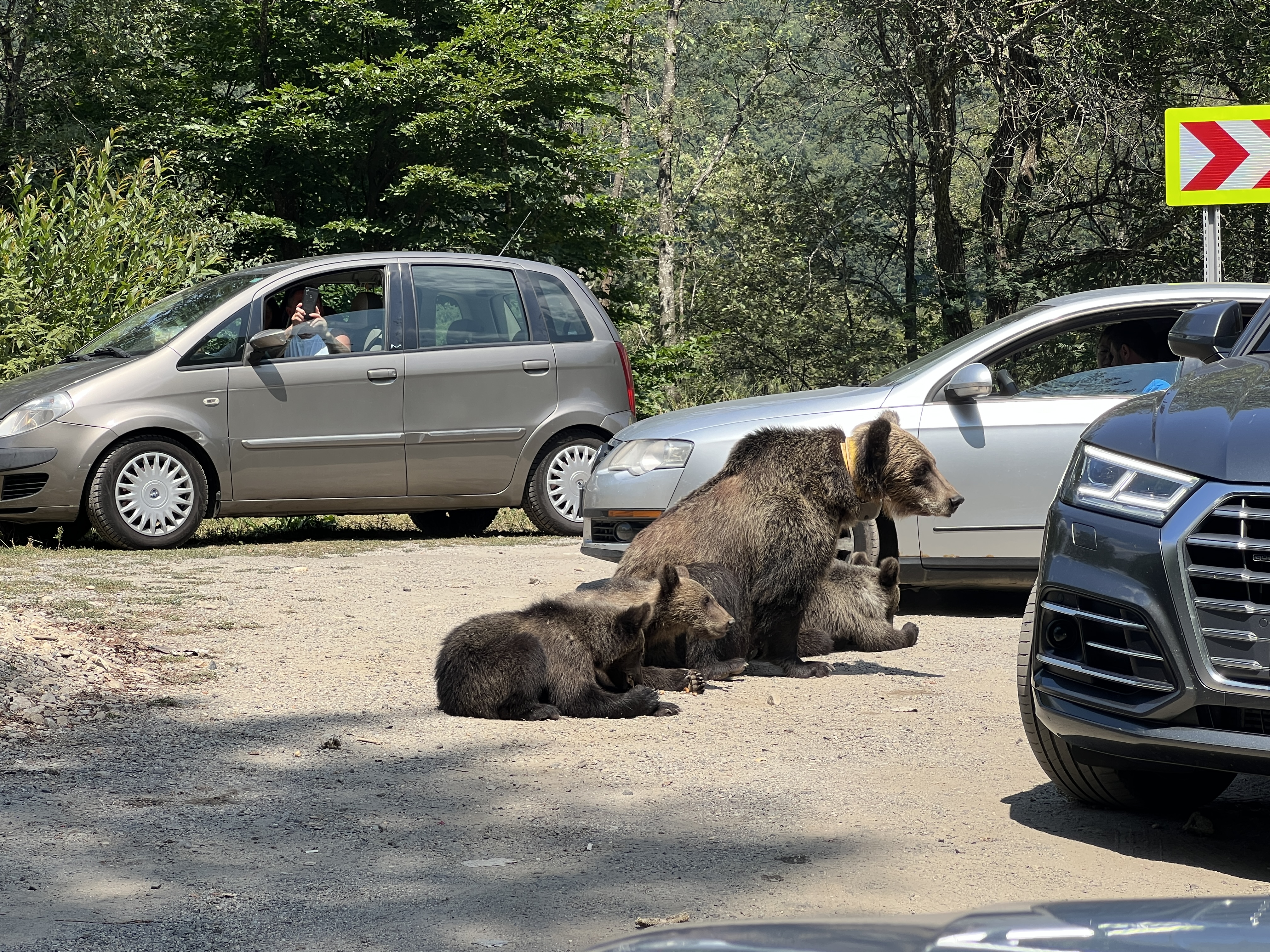 bear family roadside cars
