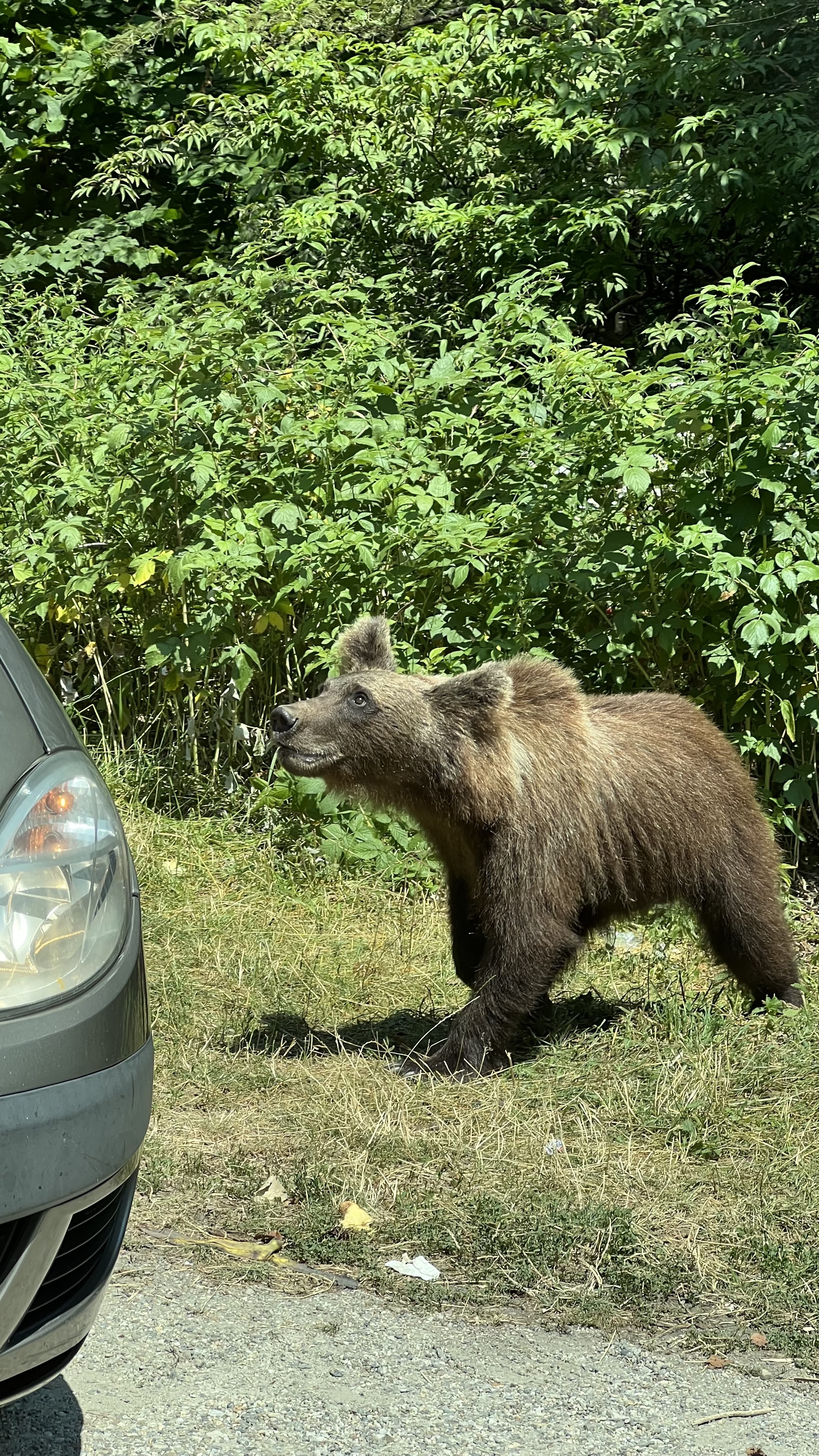 bear near car roadside