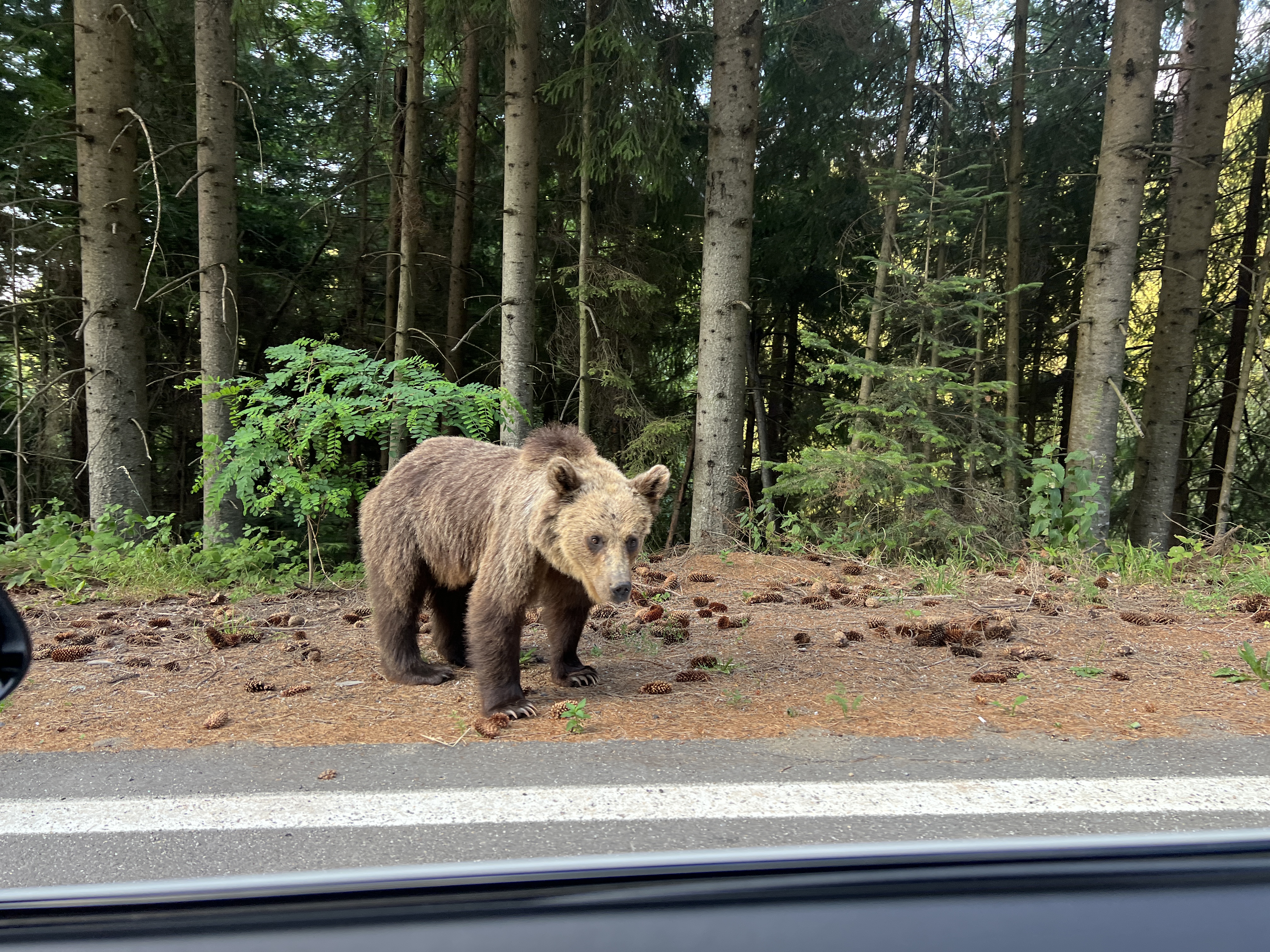bear near road