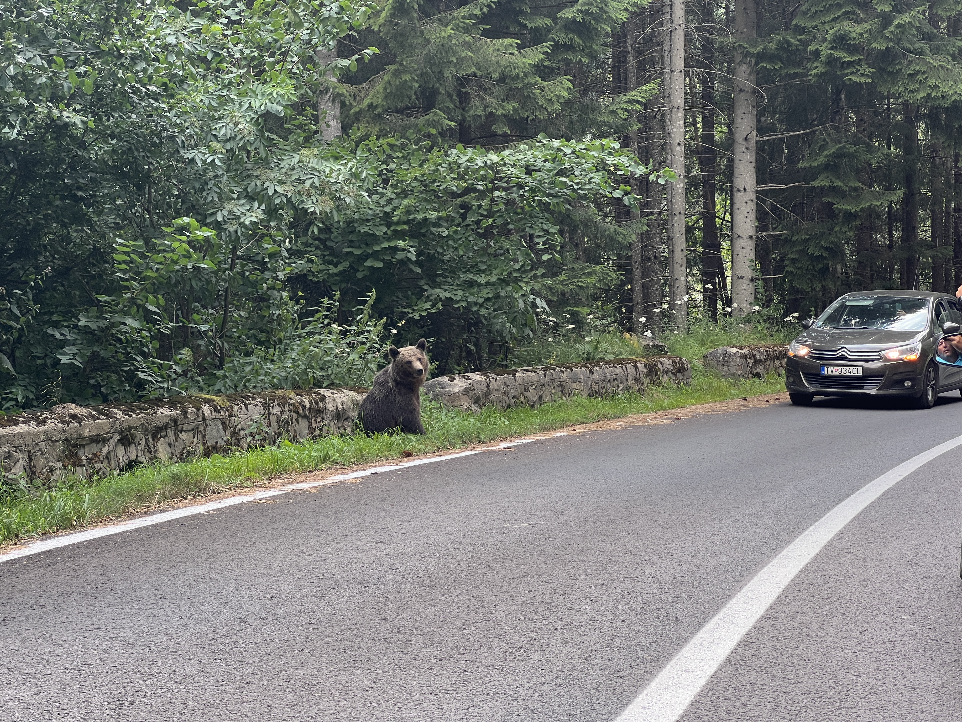 bear sitting roadside