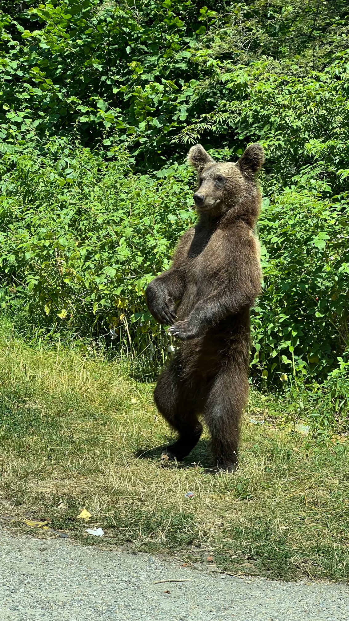 bear standing roadside