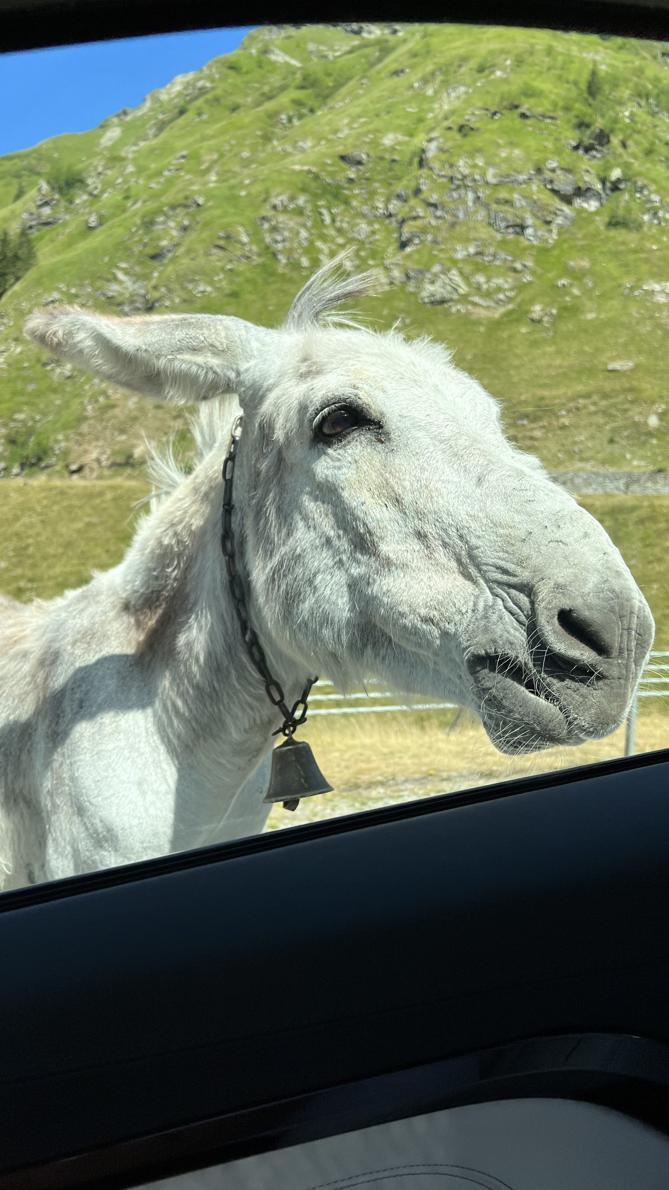 donkey outside car window