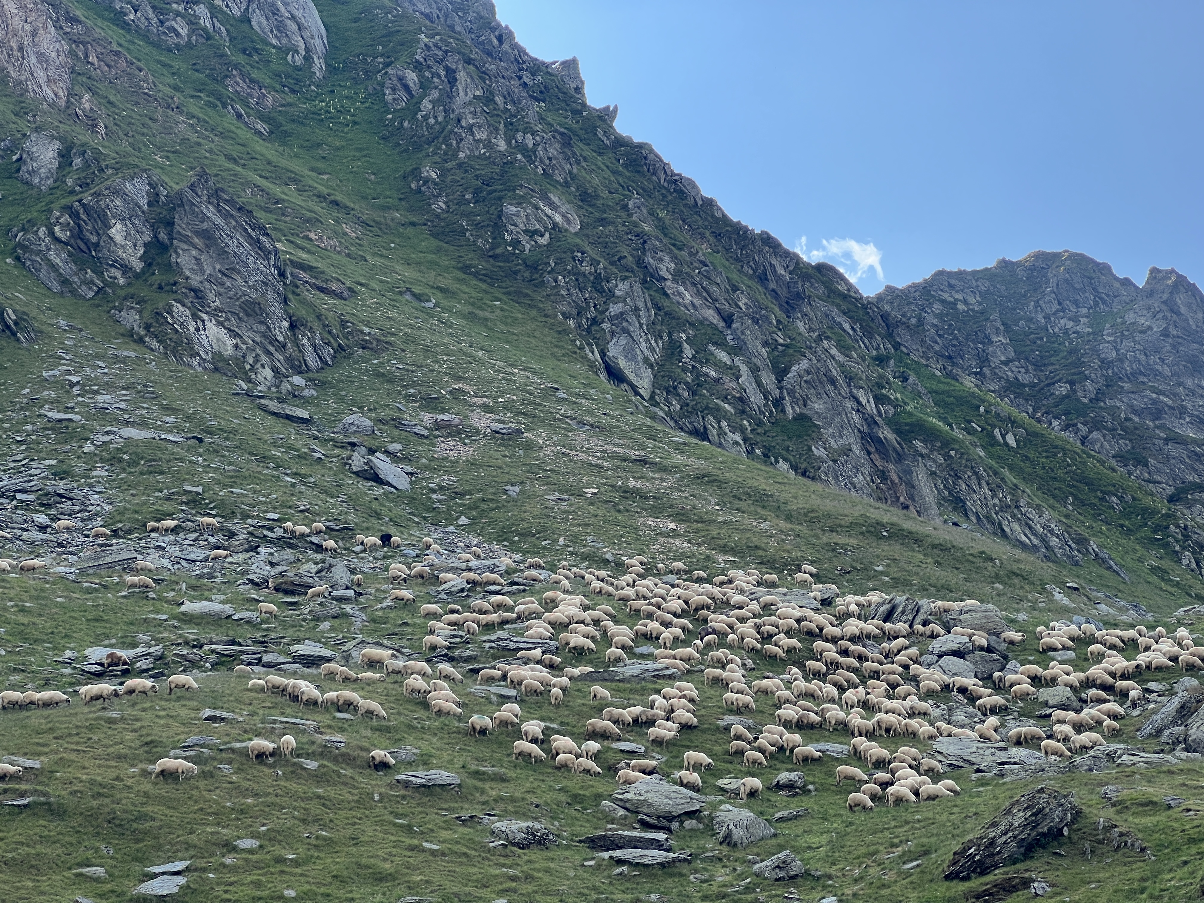 flock of sheep mountain