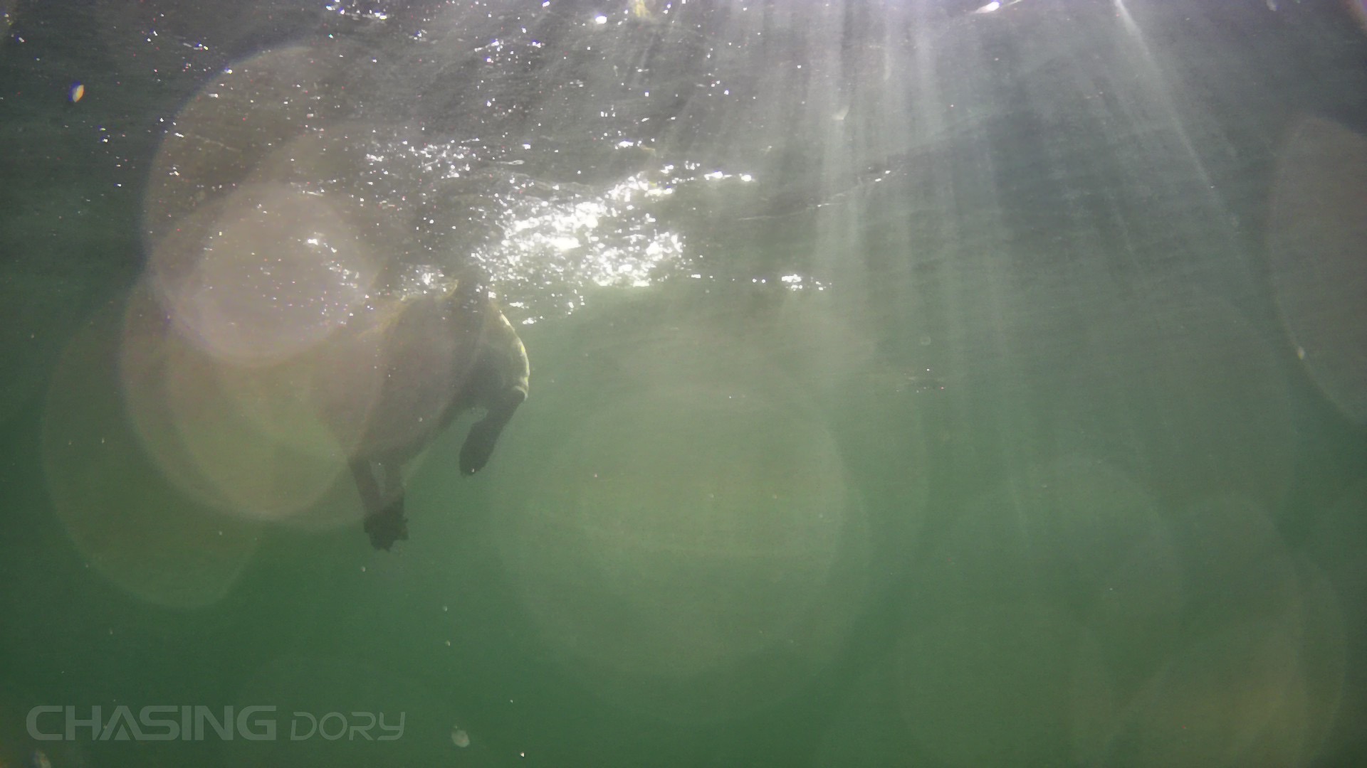 underwater dog surface