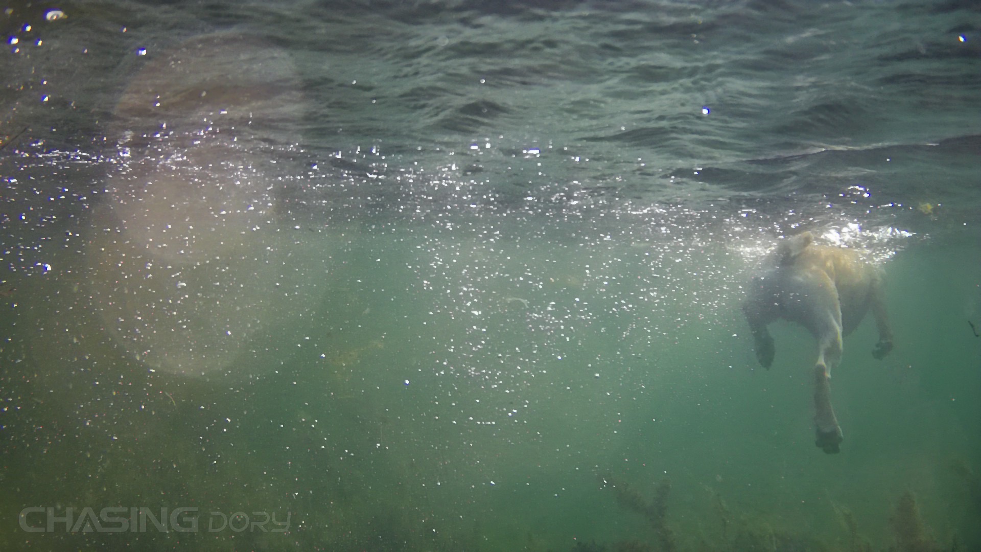 underwater dog swimming