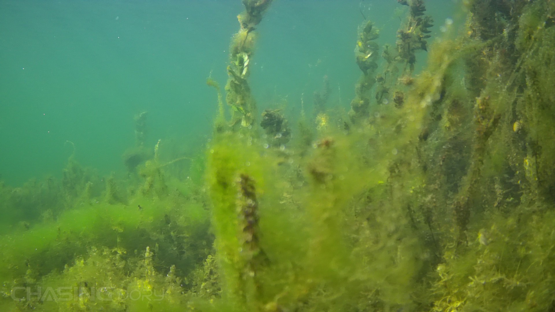 underwater seaweed closeup
