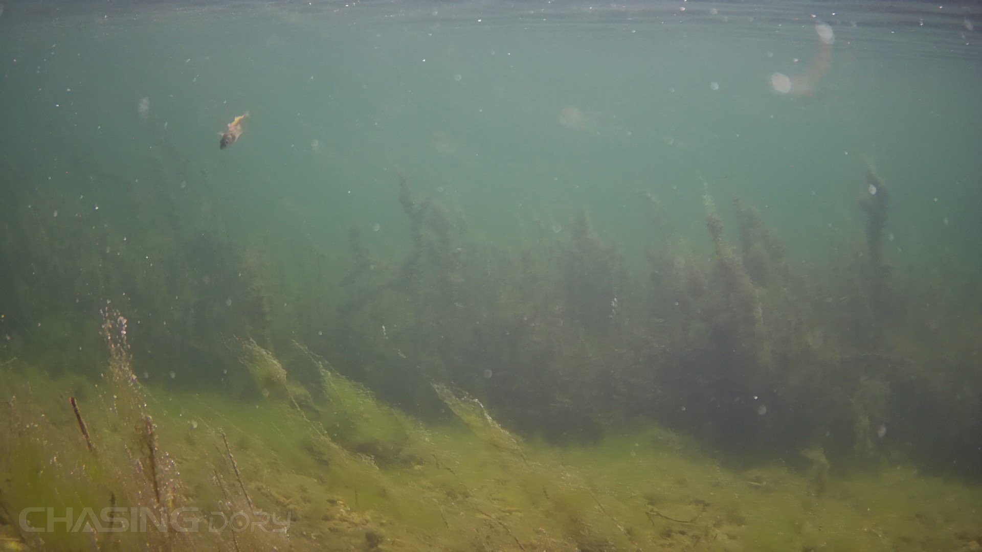 underwater seaweed depth