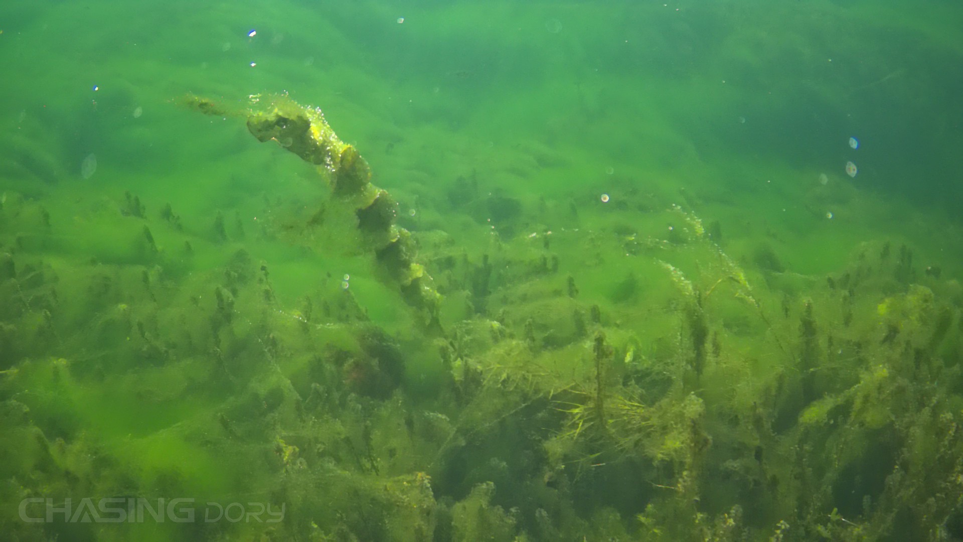 underwater seaweed green depth